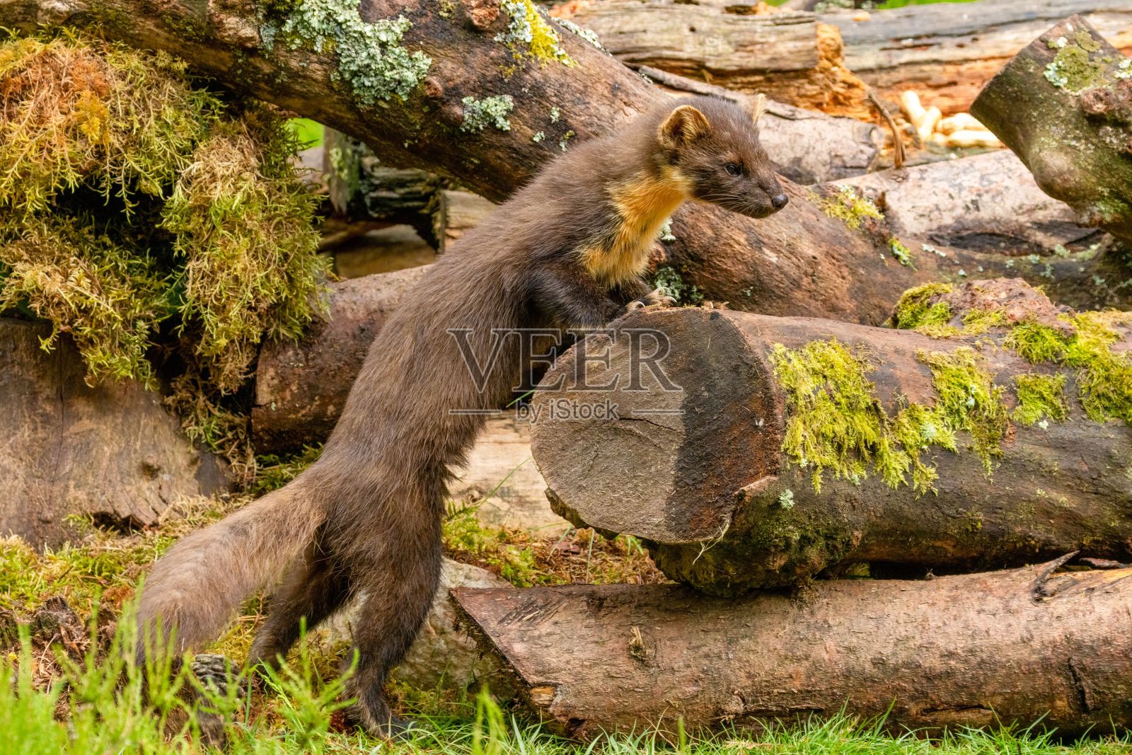 一只欧洲松貂站在森林里的树干旁的特写照片摄影图片