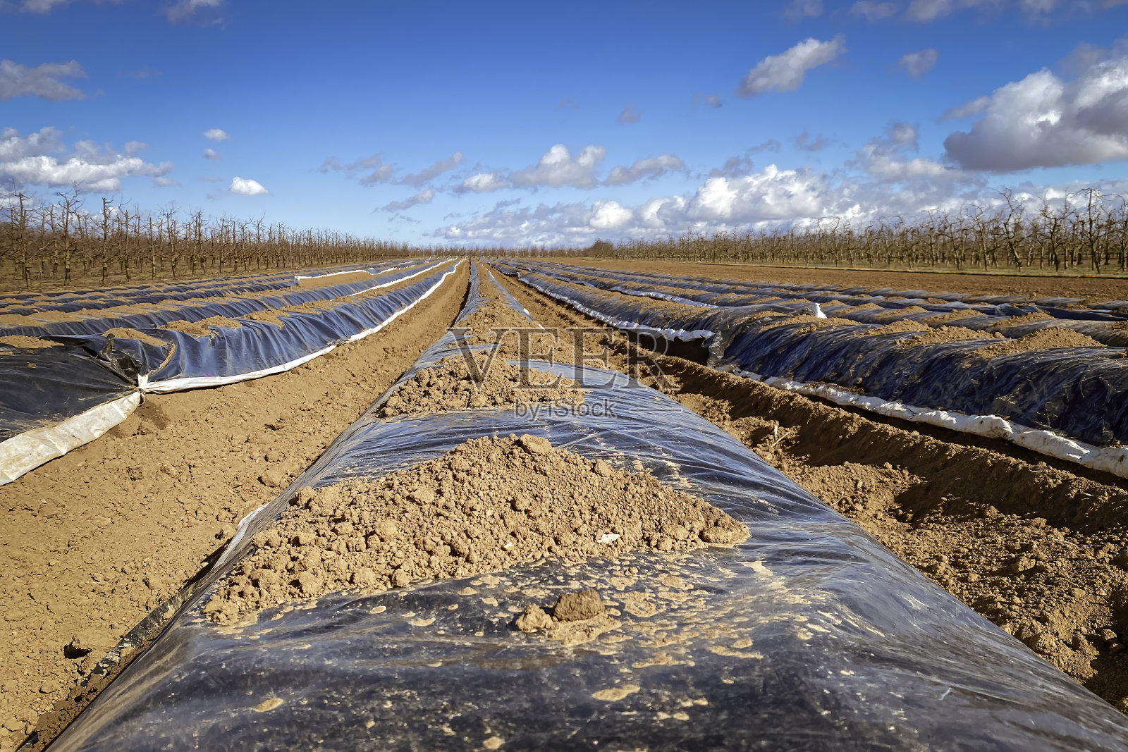 新一季德国芦笋田覆盖成行塑料薄膜照片摄影图片