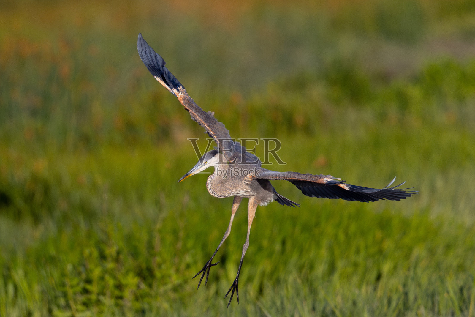 幼年蓝鹭降落在美丽的阳光下,在北加州的野外照片摄影图片