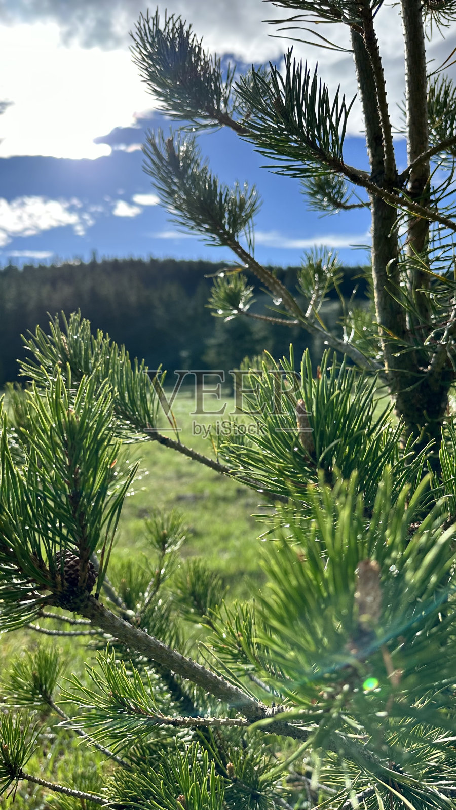 常绿树枝照片摄影图片