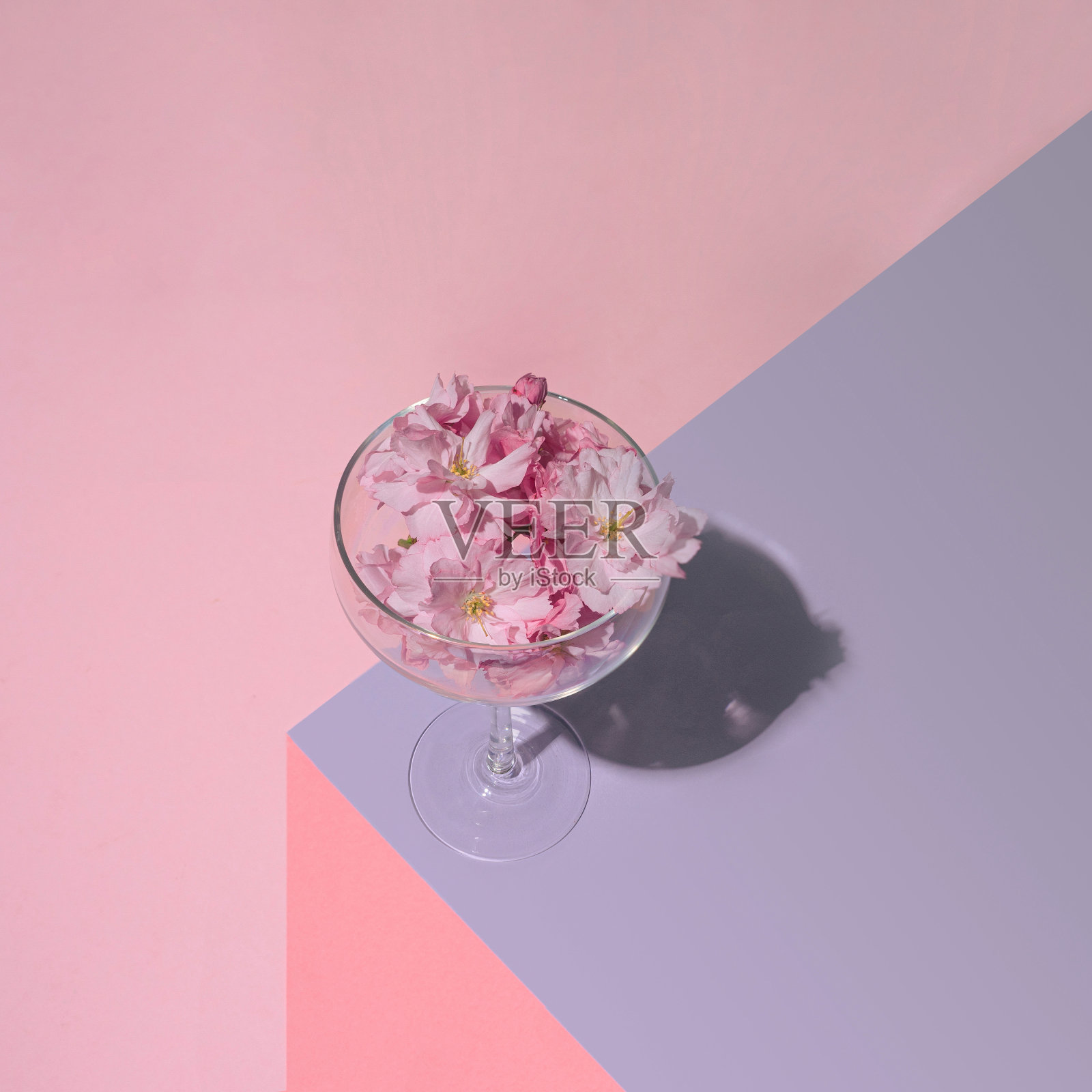 有机新鲜的樱花坐在桌子的角落在可爱的跑车玻璃。柔和的紫色和粉色背景。抽象的概念。照片摄影图片