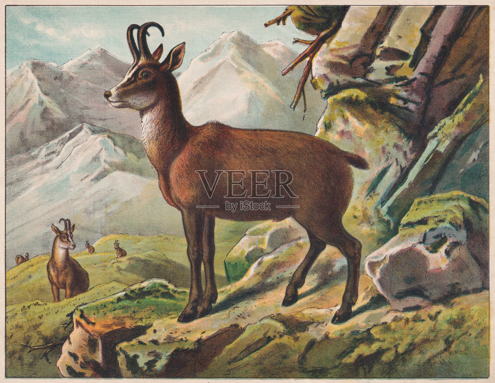 查米斯(rupicopen rupicopen), chromolithograph,出版于ca. 1898插画图片素材