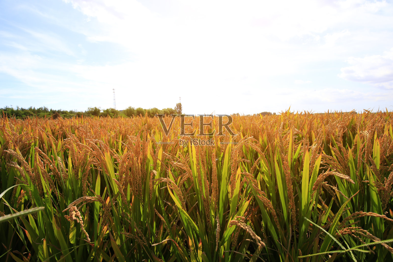 秋天的稻田照片摄影图片