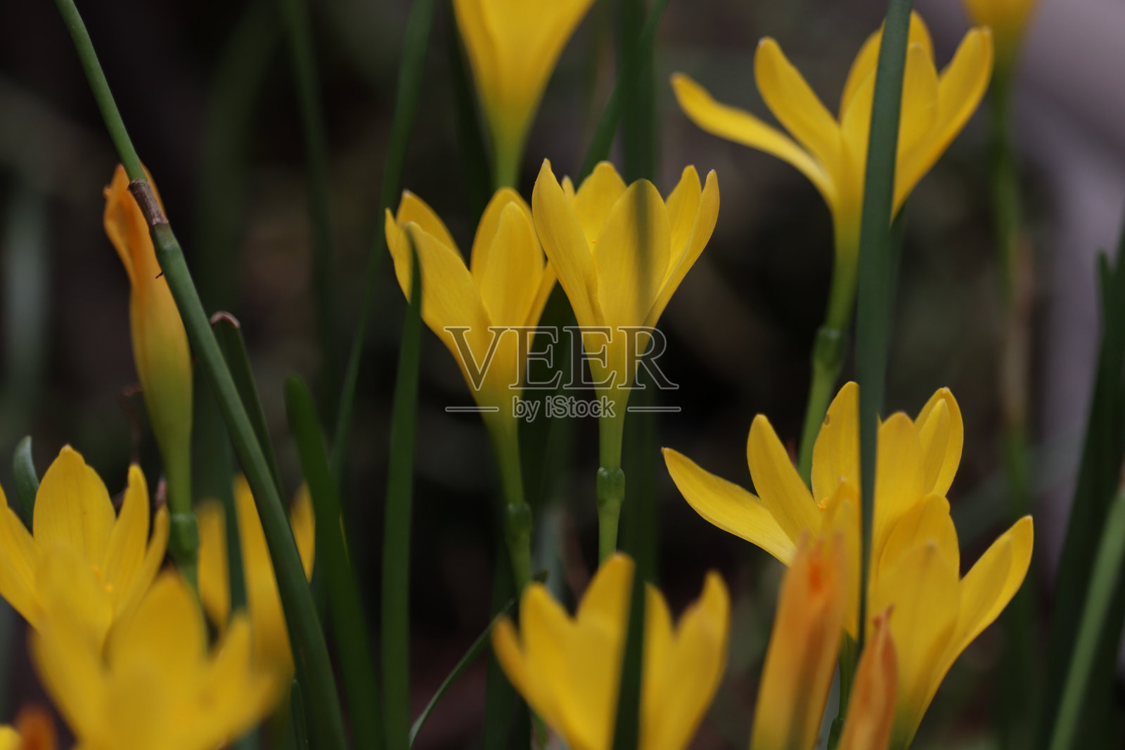 盛开的黄色花朵,仙女百合,雨百合,和风花照片摄影图片