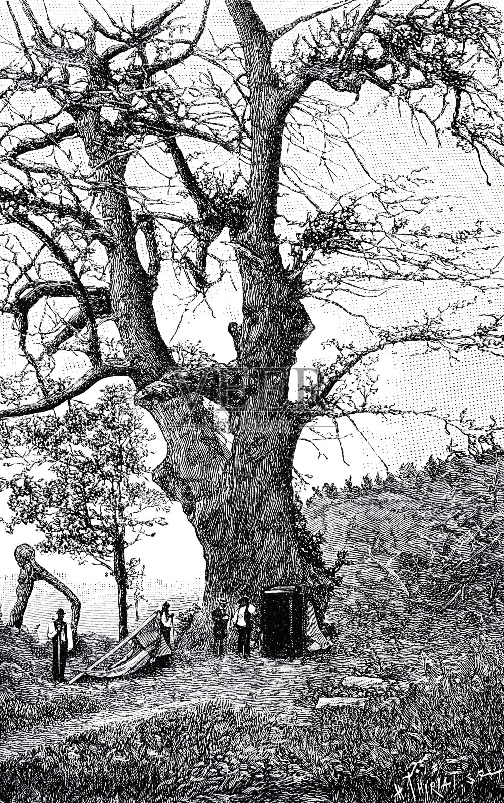 马德拉岛上的一棵巨大的栗树插画图片素材