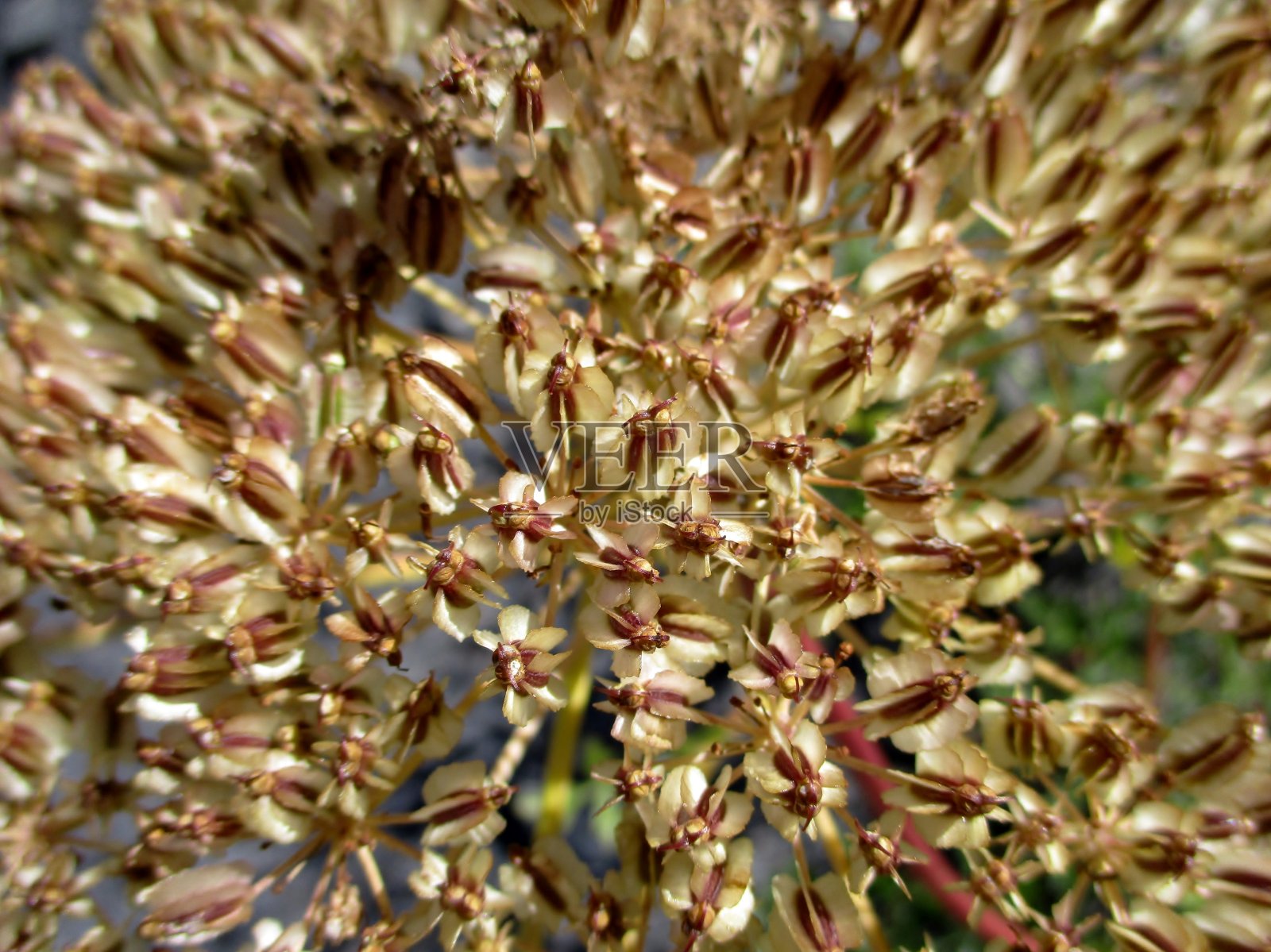 法国sermountain (Laserpitium gallicum) (Fr: laser de France, laser odorat)水果照片摄影图片