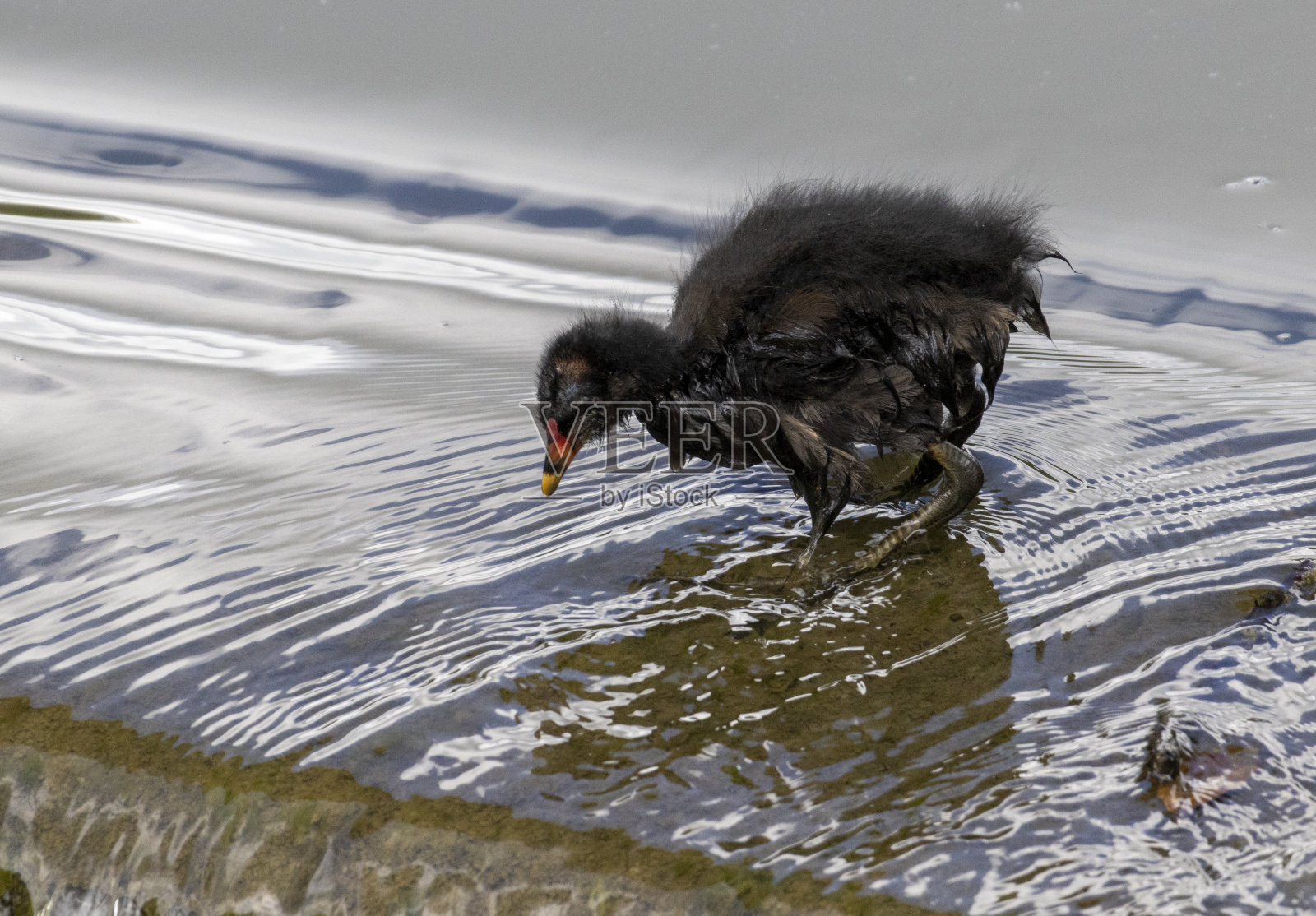 雌红松鸡小鸡照片摄影图片