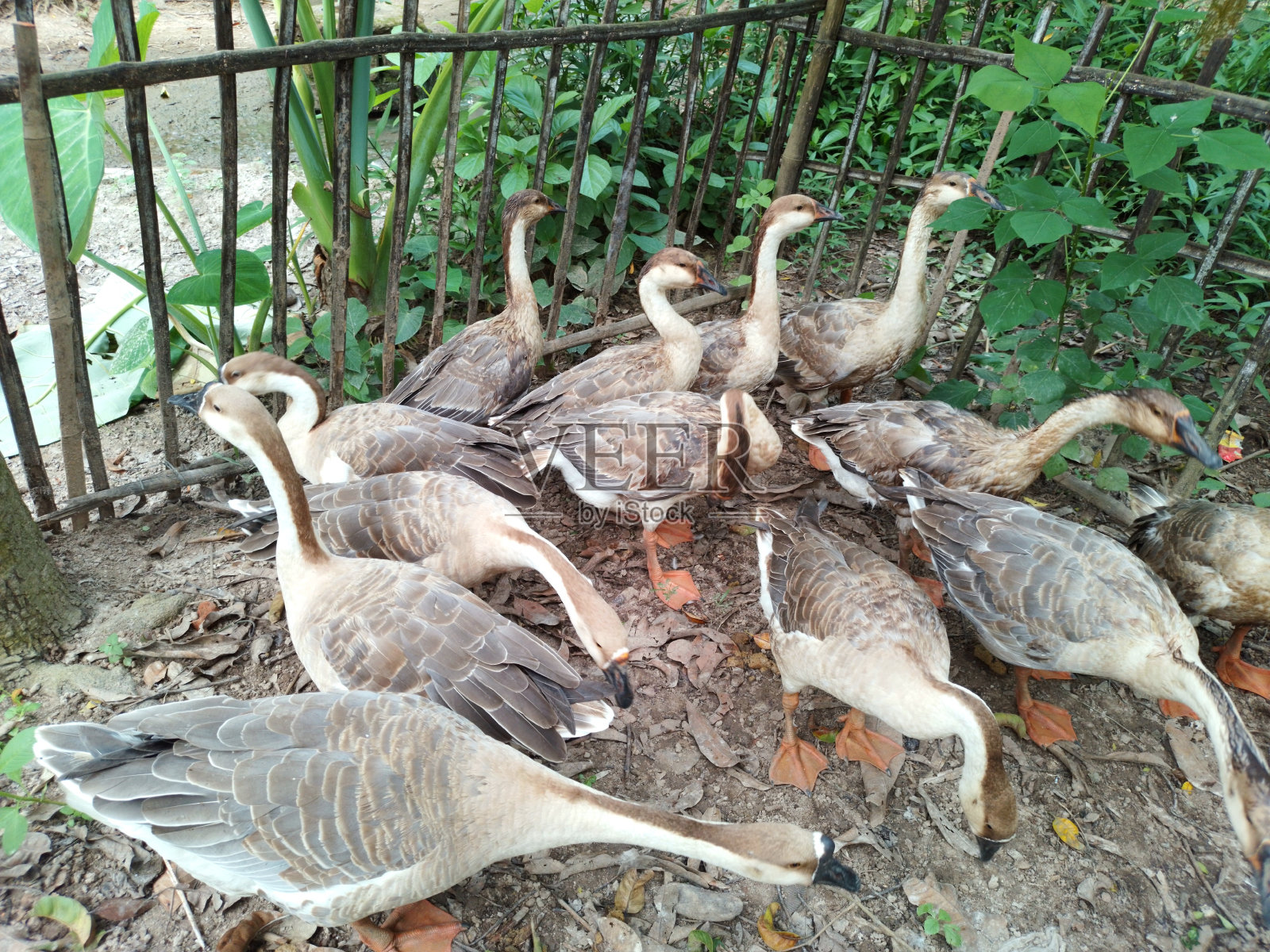 天鹅图片照片摄影图片