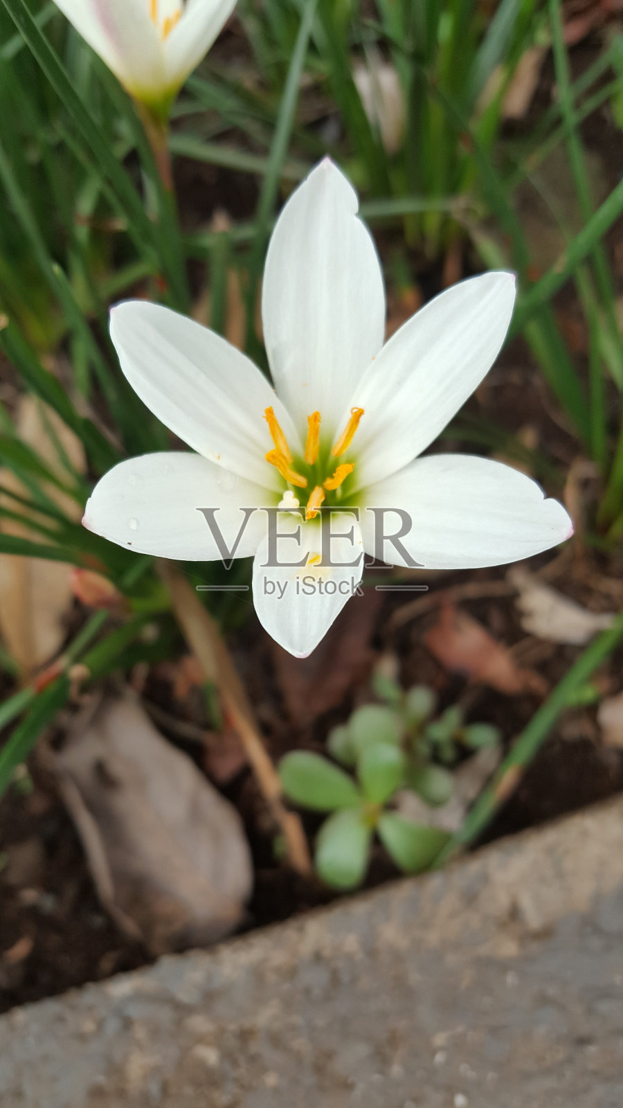 白色的花照片摄影图片