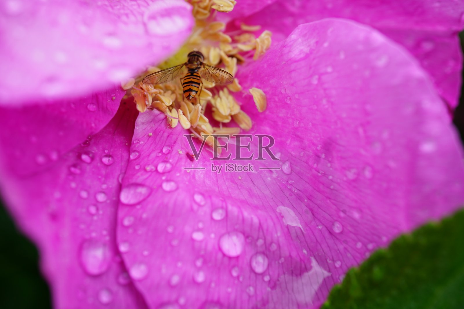 玫瑰要么是蔷薇科蔷薇属的多年生木本开花植物,要么是它所结的花。有三百多个品种和成千上万个栽培品种。照片摄影图片