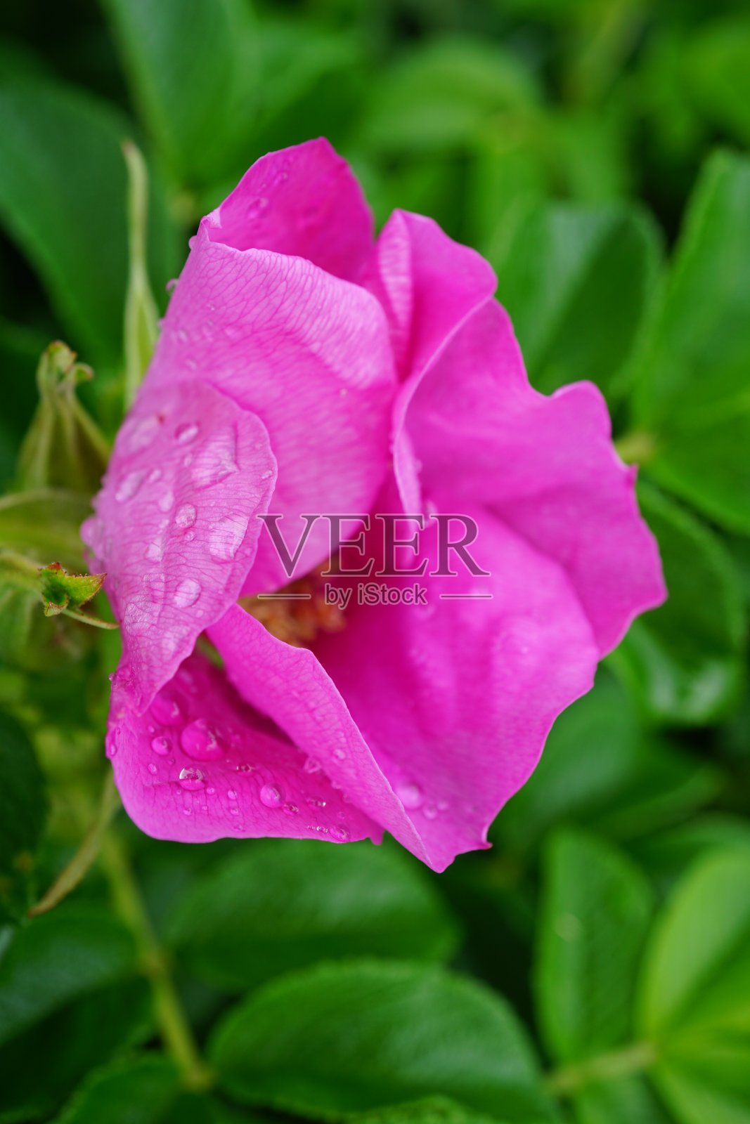 玫瑰要么是蔷薇科蔷薇属的多年生木本开花植物,要么是它所结的花。有三百多个品种和成千上万个栽培品种。照片摄影图片