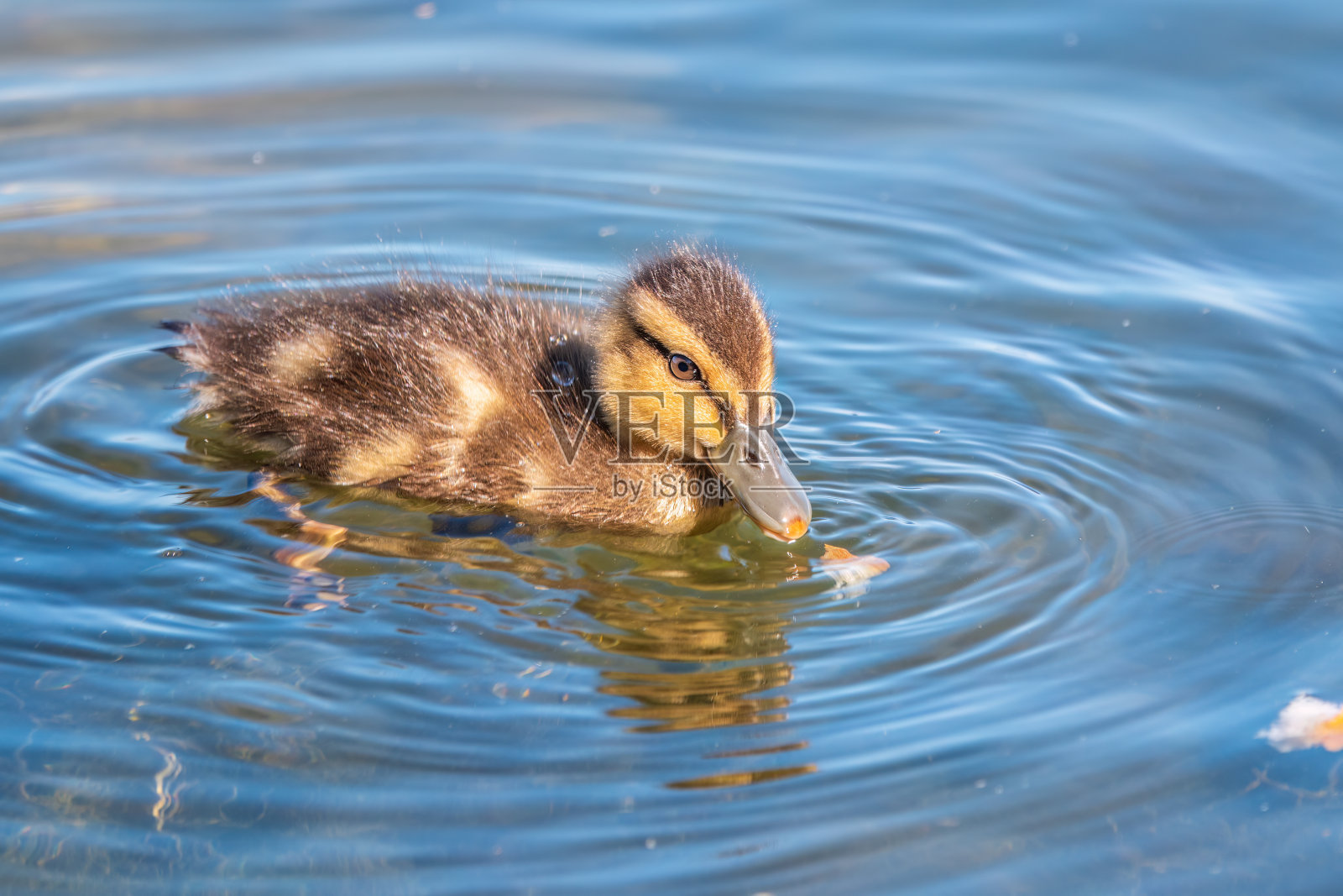 可爱的小鸭子独自在平静的湖泊或河流中游泳照片摄影图片