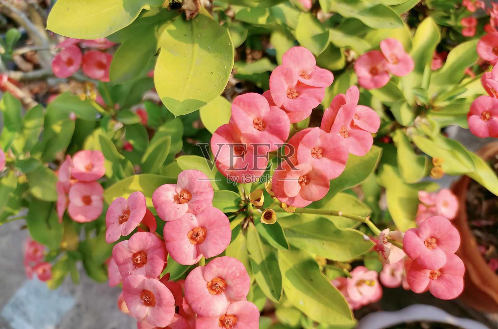 一盆粉红色花的植物的照片,有一盆粉红色花的植物生长在花盆里。照片摄影图片