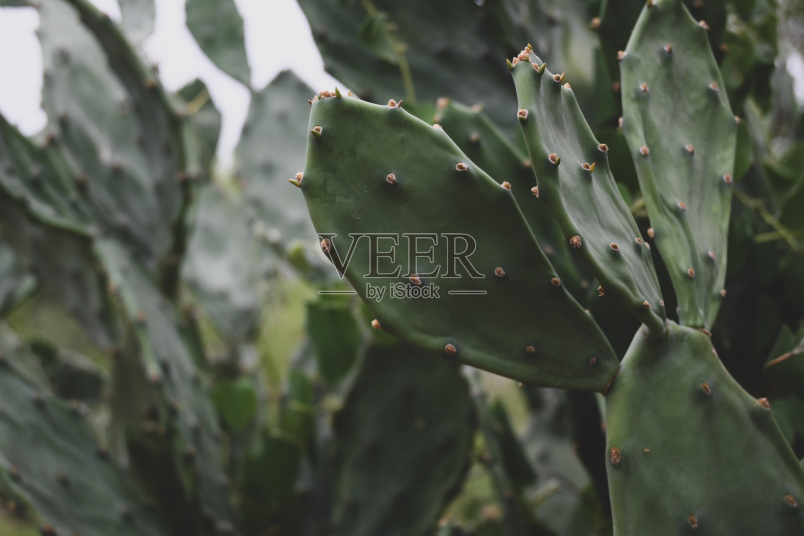 森林中的仙人掌植物特写。照片摄影图片