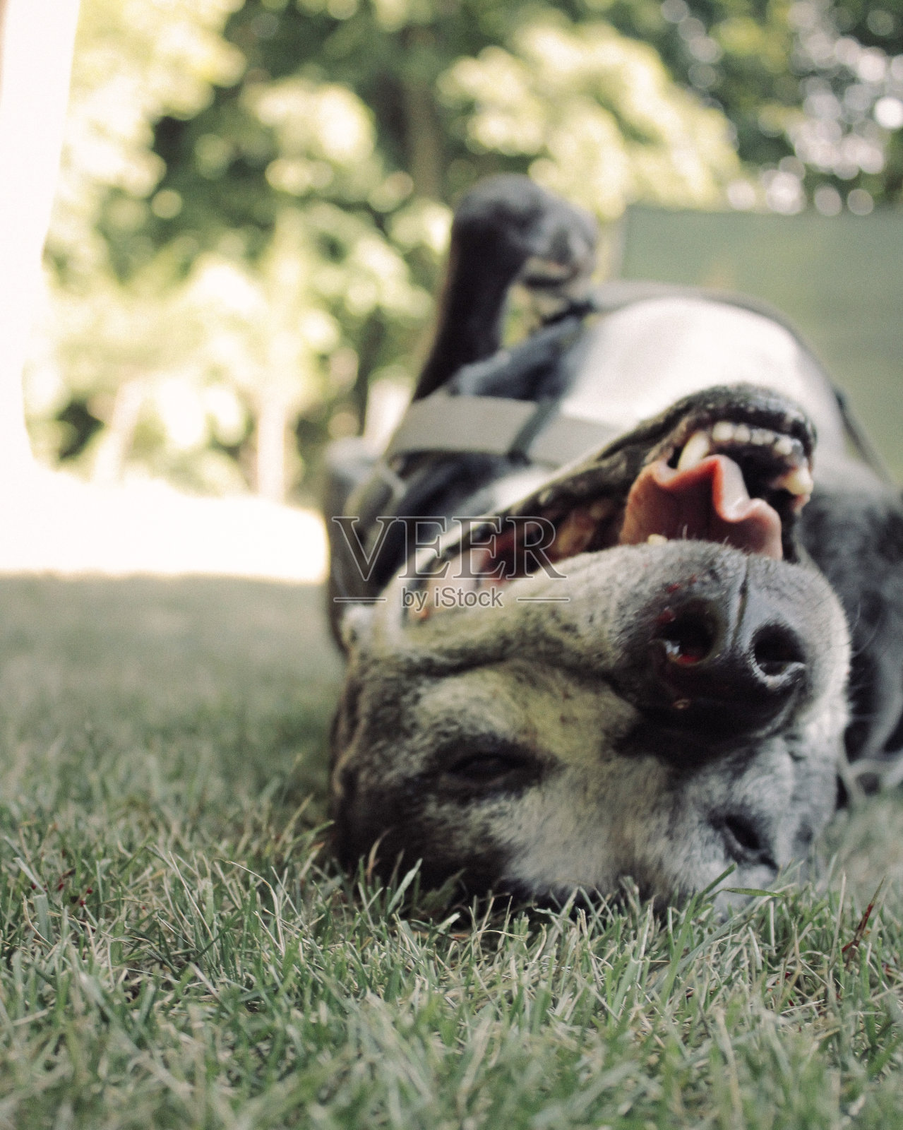 快乐的狗照片摄影图片