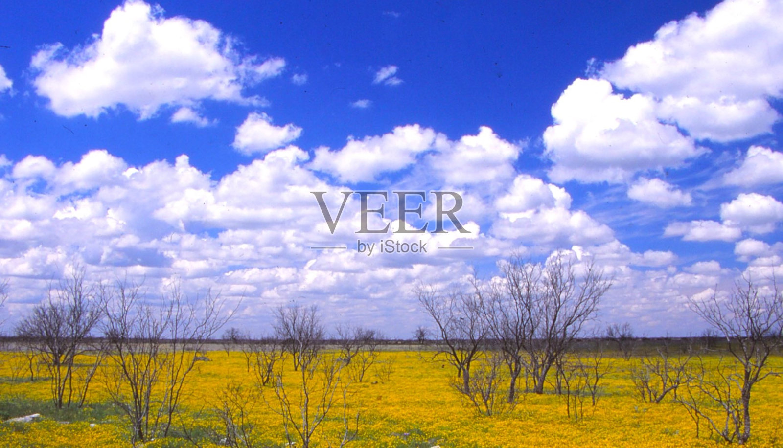 云-枯树和黄色的野花照片摄影图片