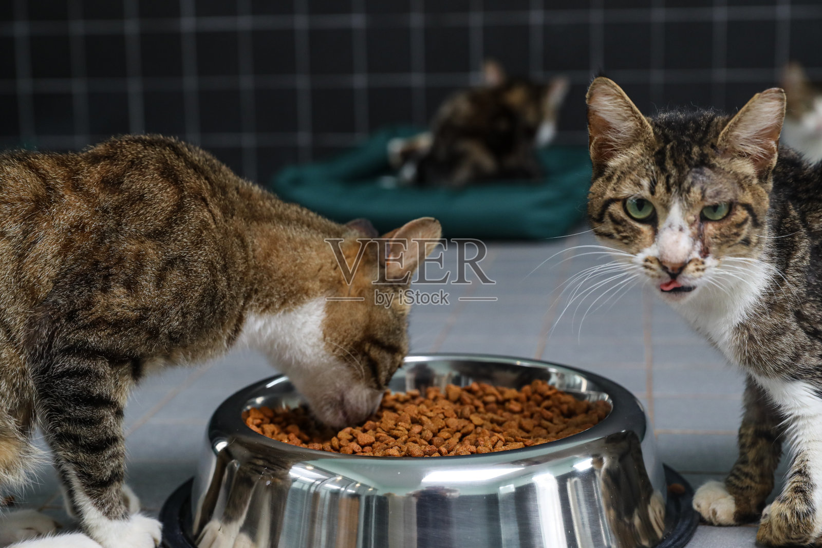 猫吃东西猫吃东西两只猫在吃东西照片摄影图片