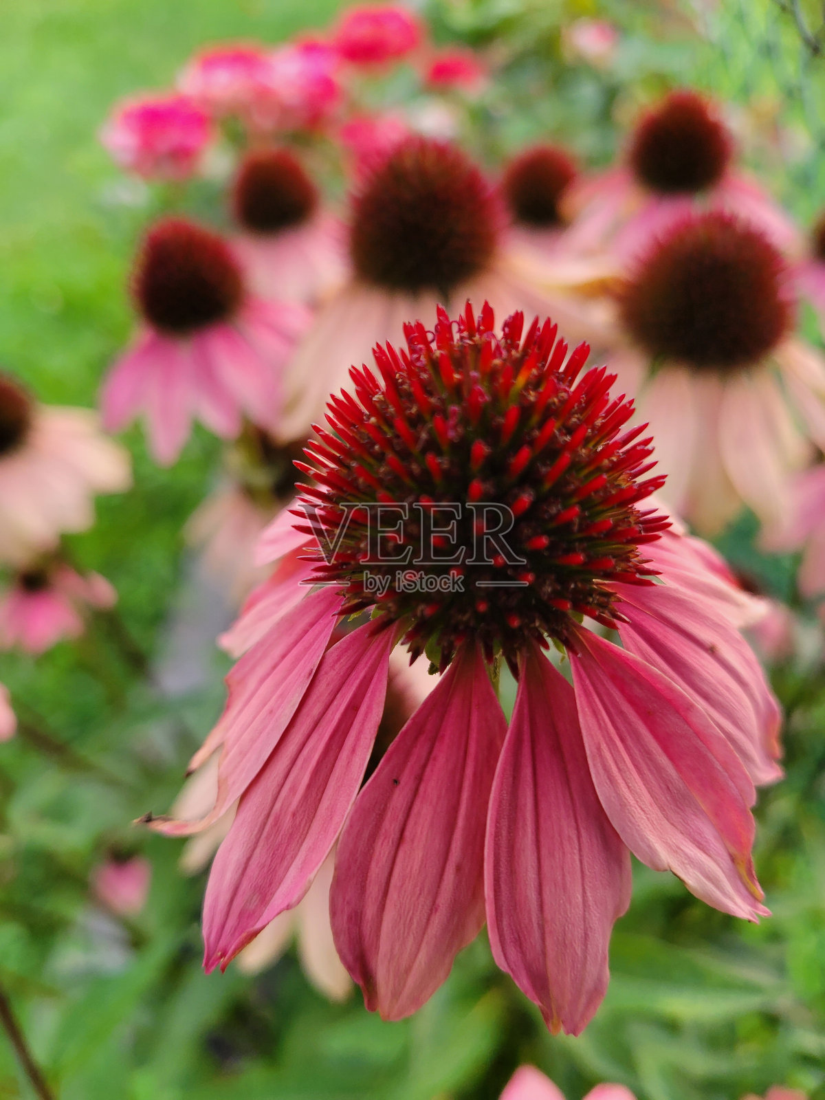 花照片摄影图片