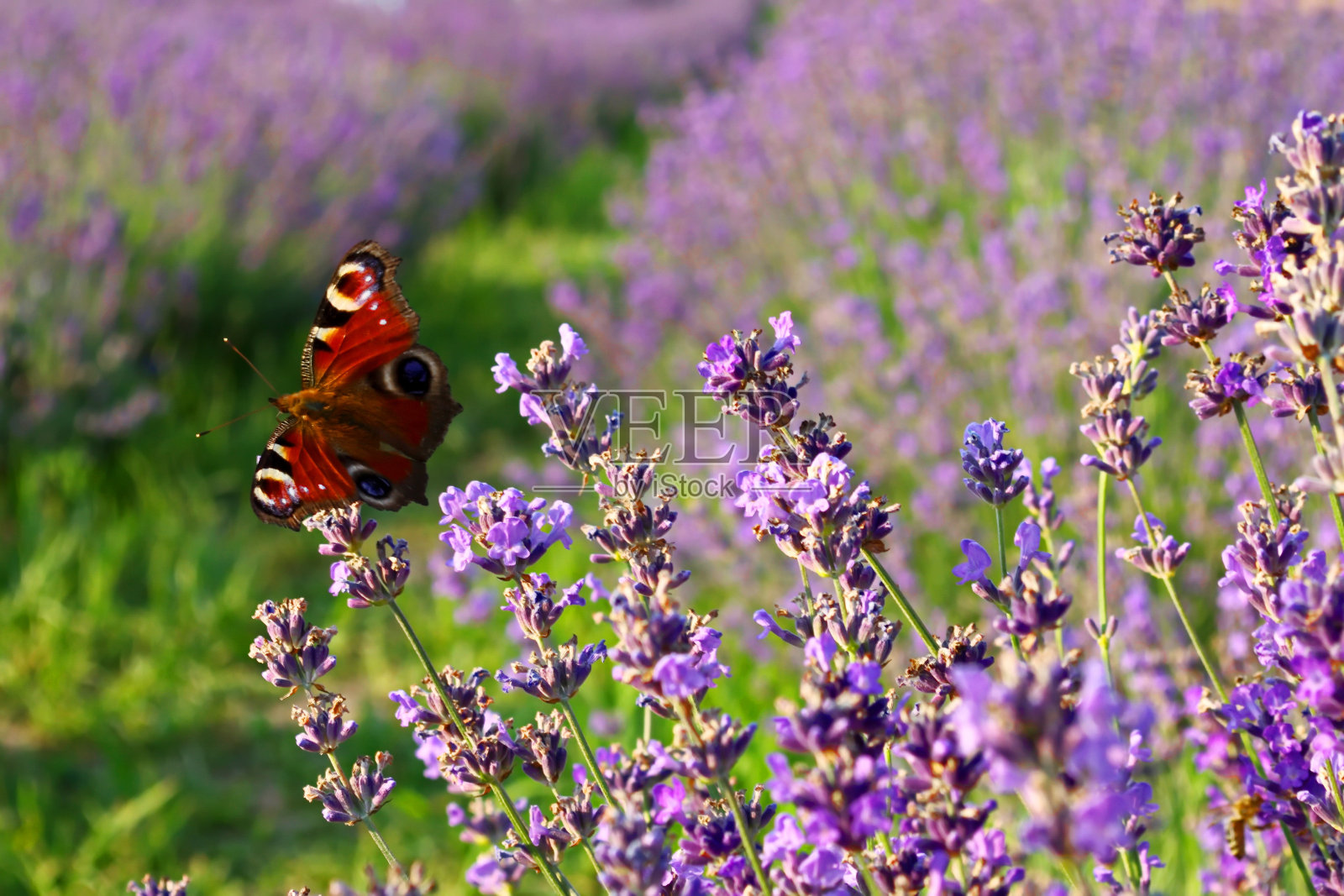 淡紫色背景上的孔雀眼蝴蝶照片摄影图片