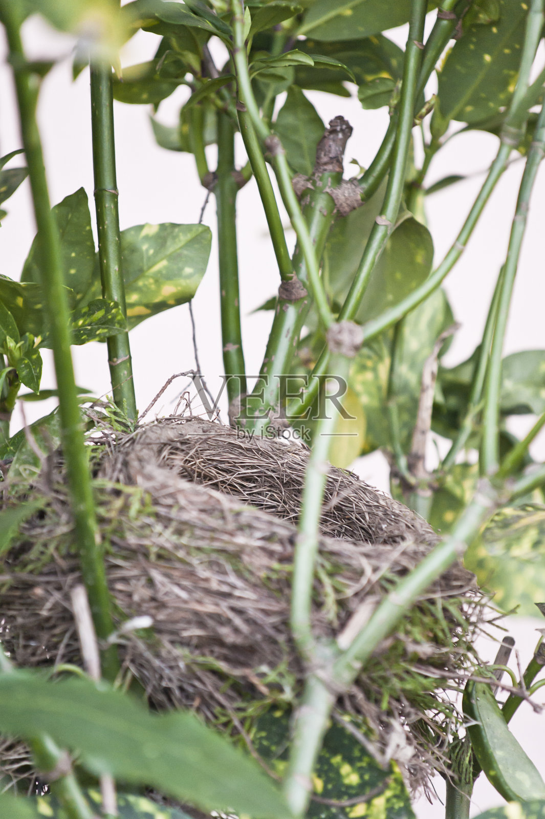 树上的空巢照片摄影图片