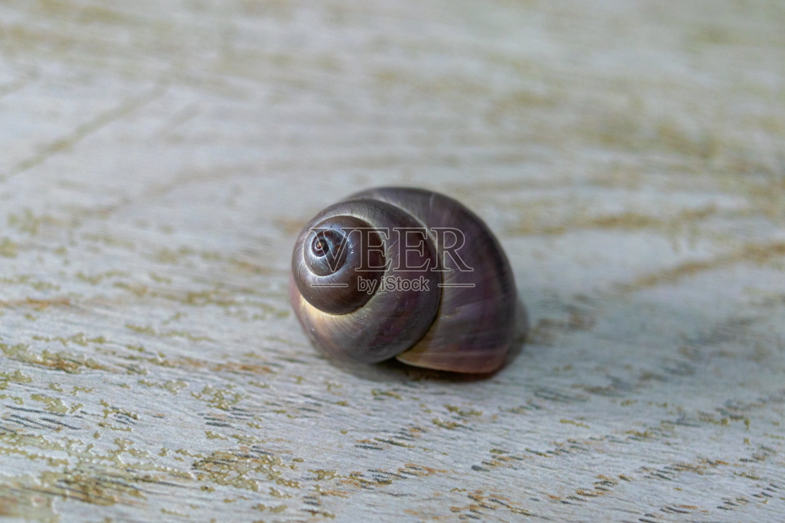 鲨鱼眼贝壳的特写,复制品。照片摄影图片