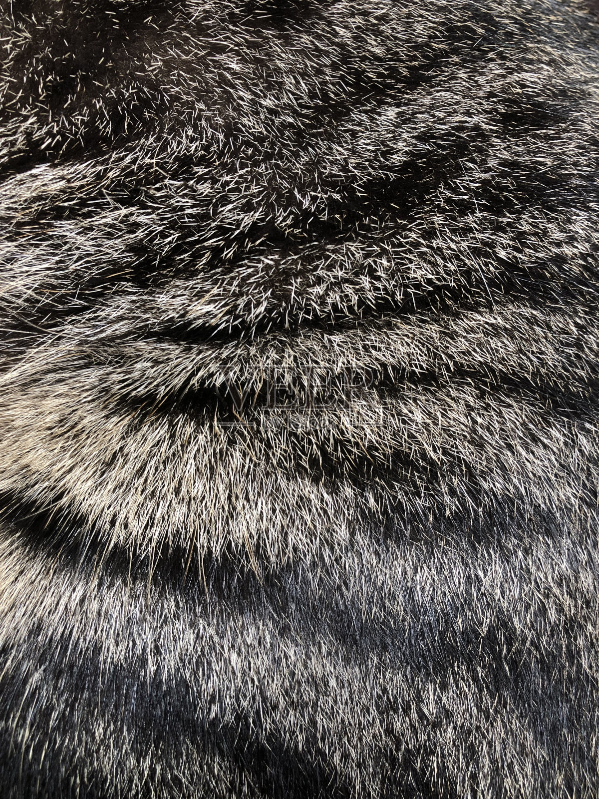 猫的皮毛照片摄影图片