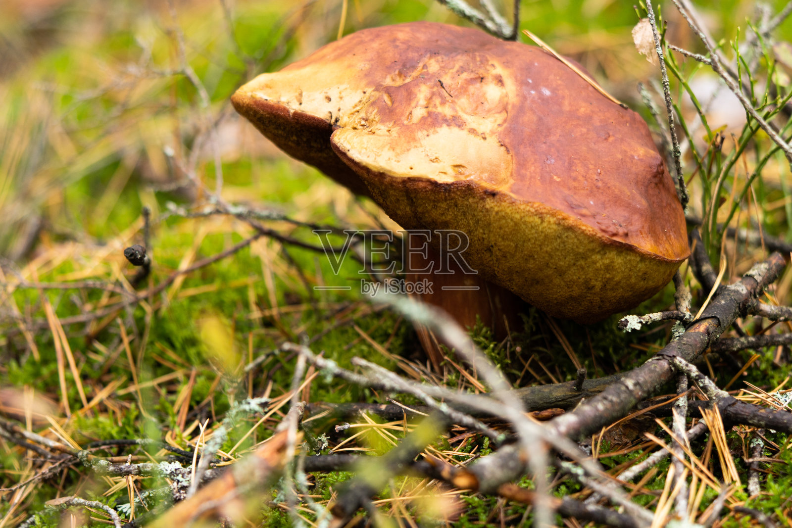 生长在秋天森林里的白色蘑菇。牛肝菌属菌类。摘蘑菇照片摄影图片