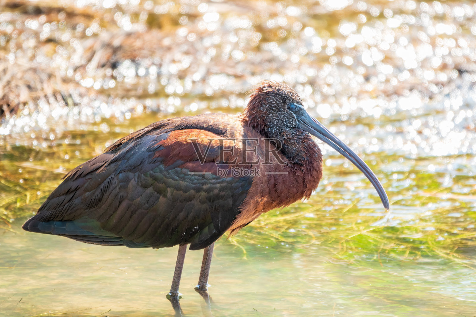 有光泽的朱鹭,拉丁名Plegadis falcinellus,在浅泻湖寻找食物。照片摄影图片