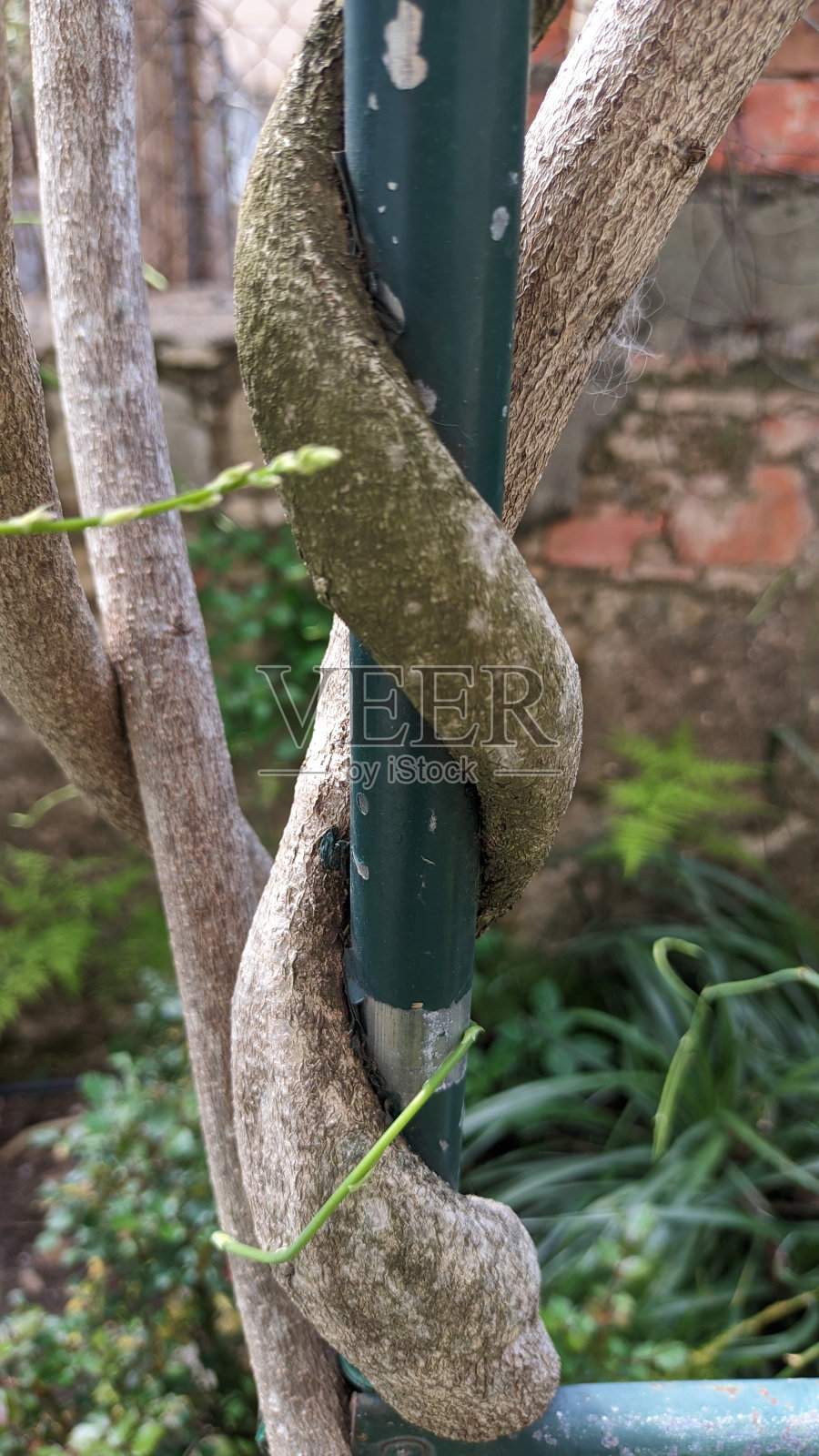 藤蔓缠绕在一根金属管上。缠绕在管子上照片摄影图片