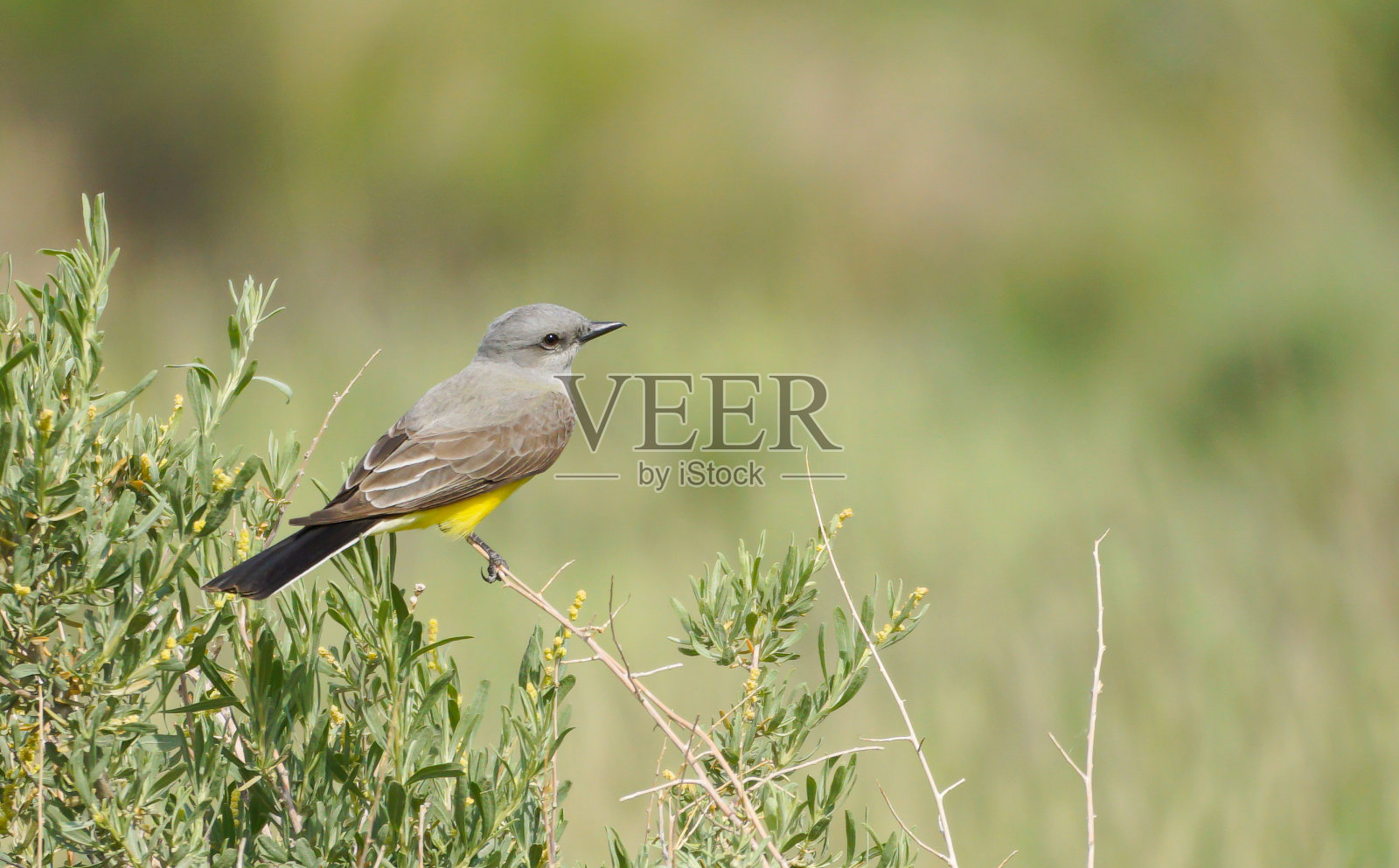 西方美洲食蜂鹟照片摄影图片