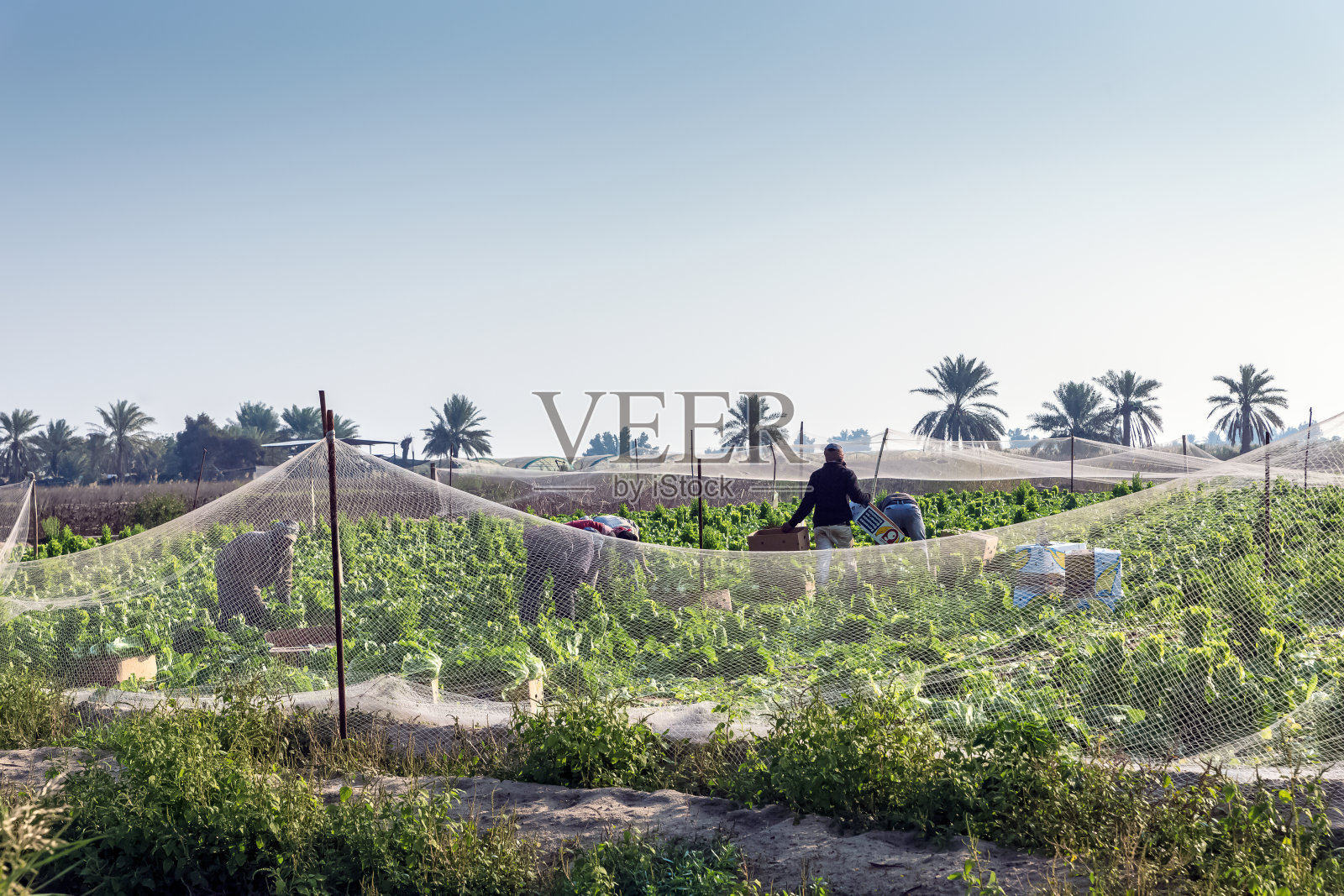 沙特阿拉伯卡夫拉地区的农田,拍摄于2019年12月20日照片摄影图片