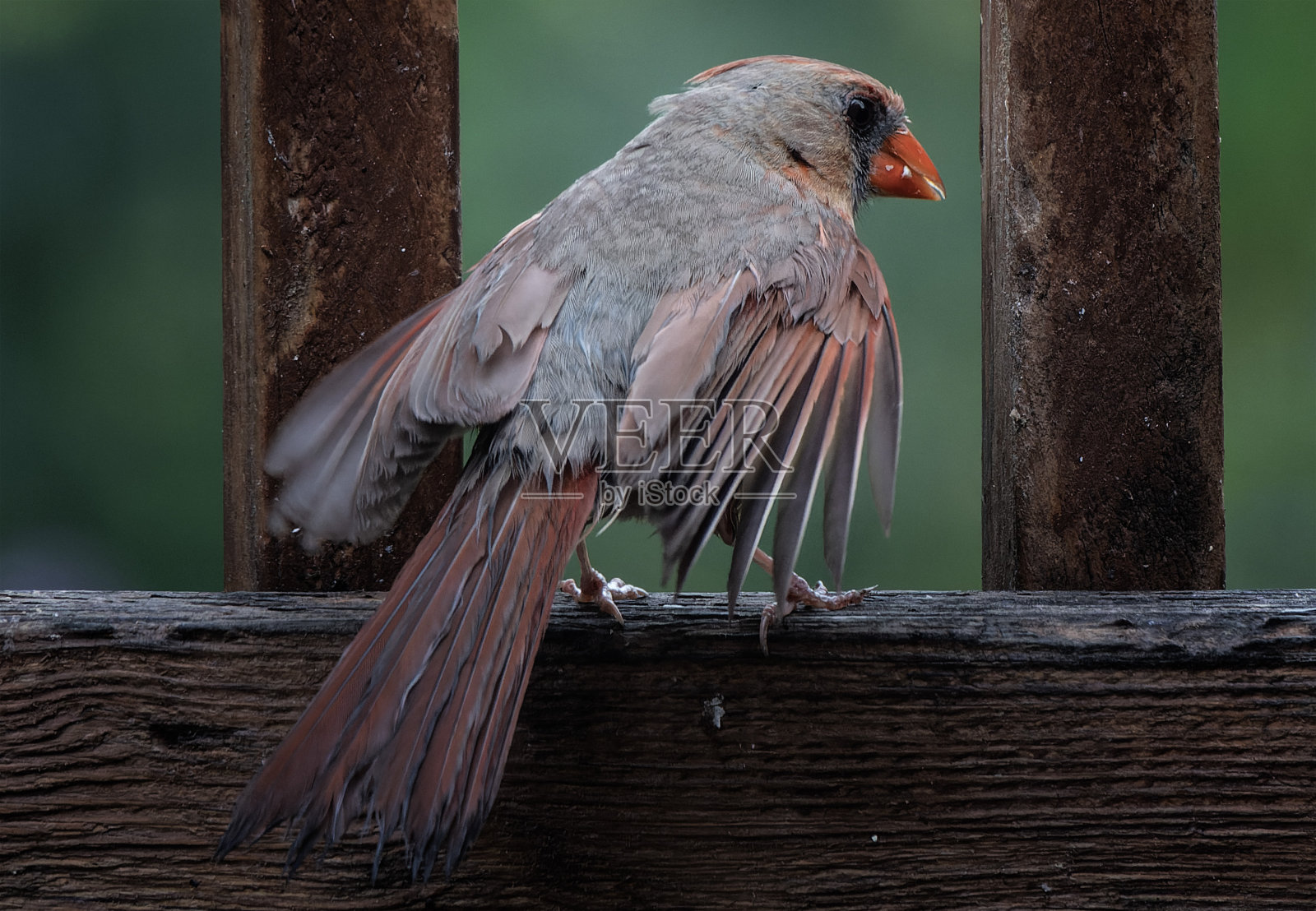 女红衣主教来到甲板上照片摄影图片
