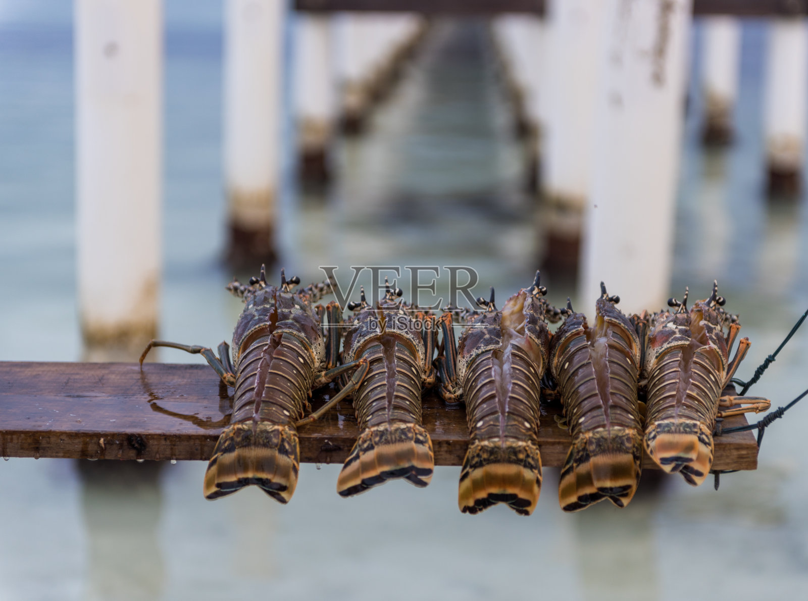 海滩上的生龙虾。可以煮了照片摄影图片