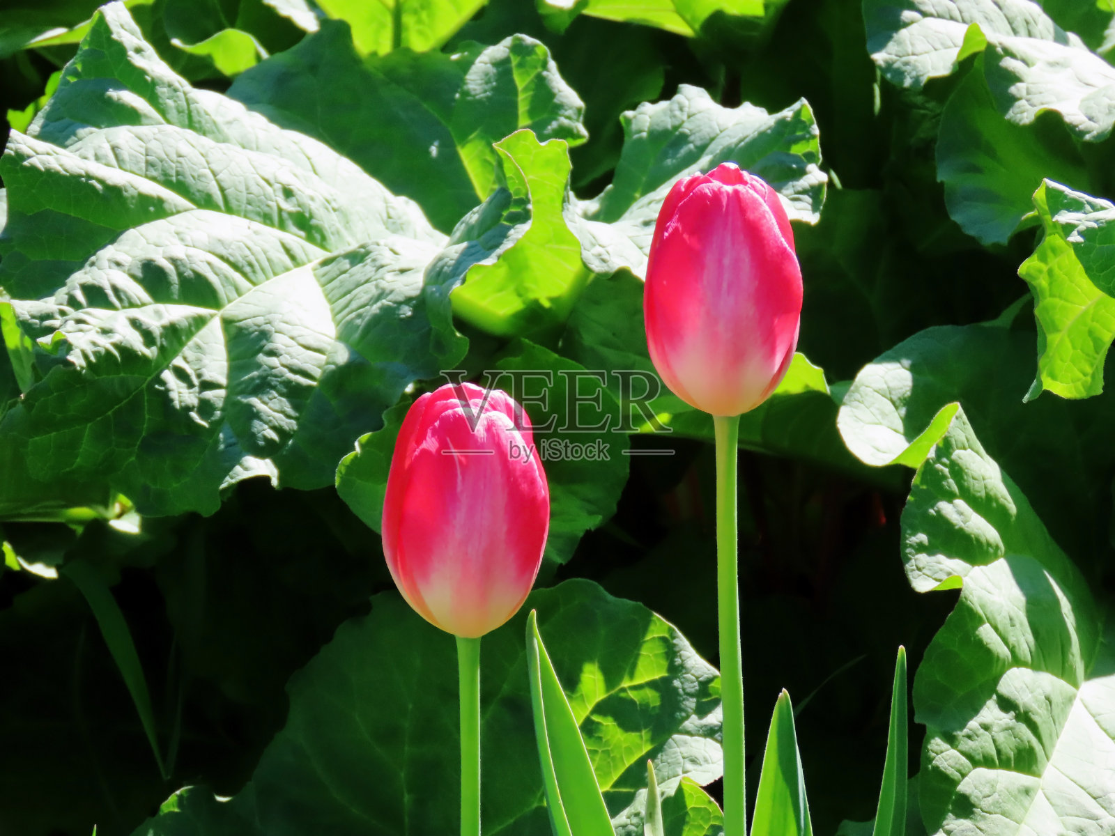 郁金香和大黄照片摄影图片