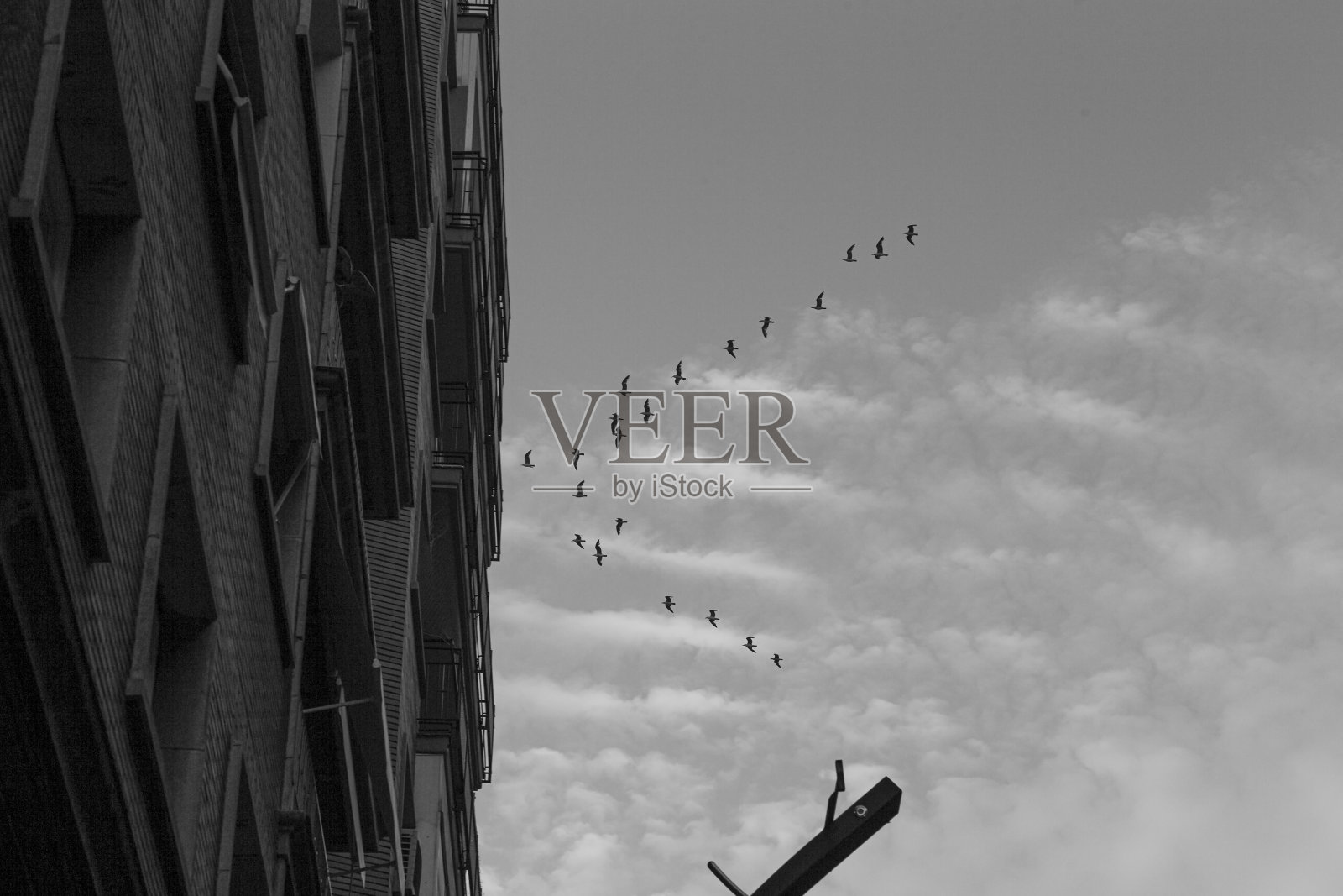 海鸥分发器照片摄影图片