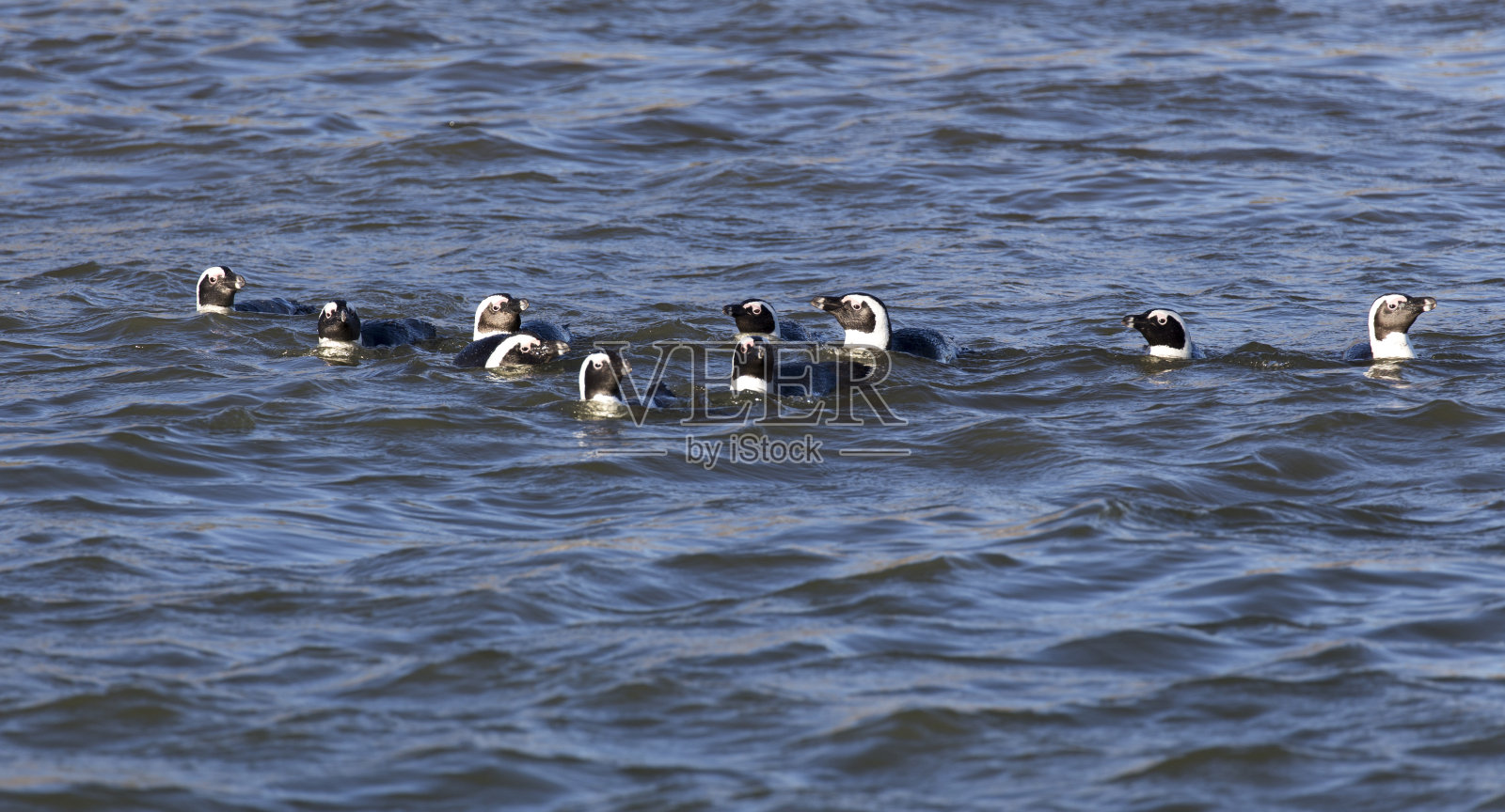 非洲企鹅的照片照片摄影图片