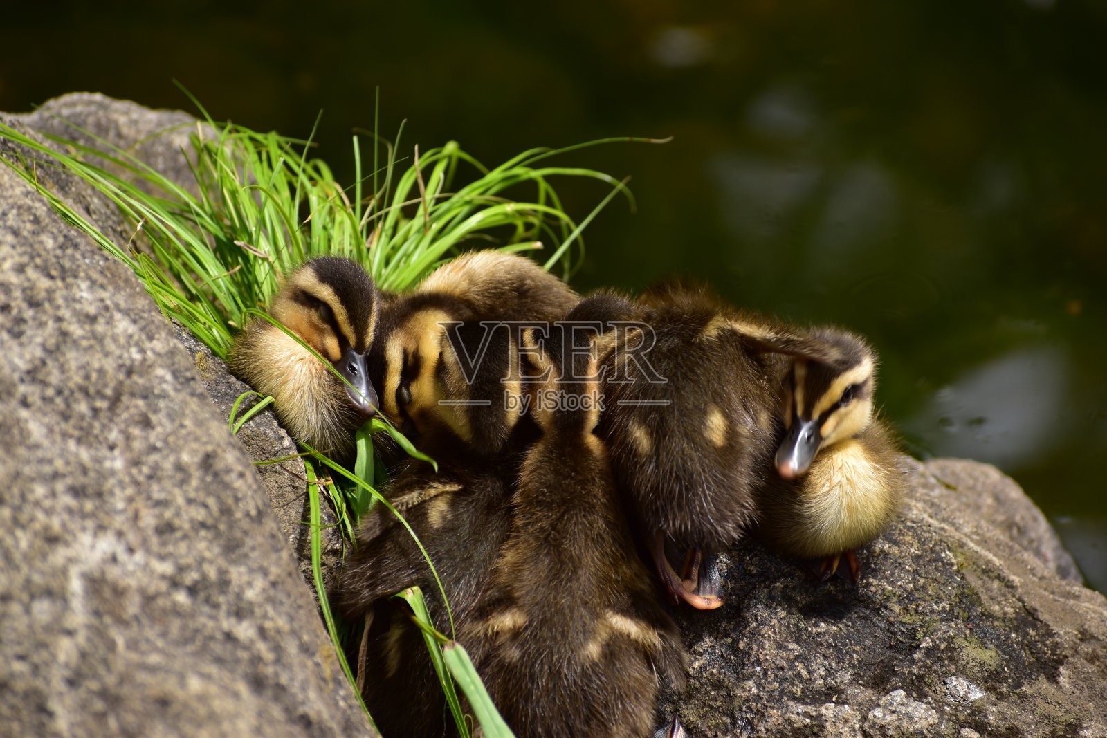 这是一种叫点嘴鸭的小鸟的肖像照片摄影图片