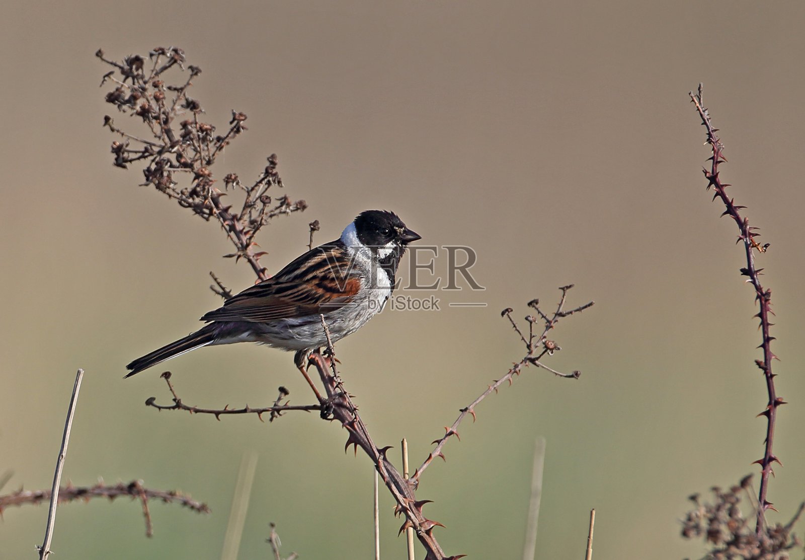 芦苇鹀(Emberiza schoeniclus)照片摄影图片