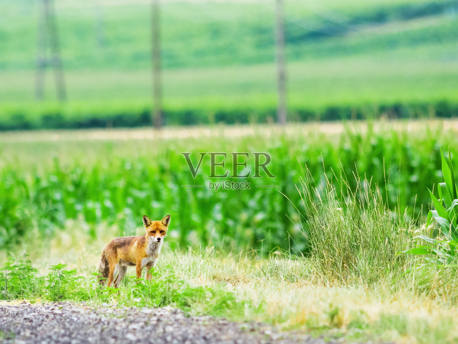 田野边上的雌狐照片摄影图片