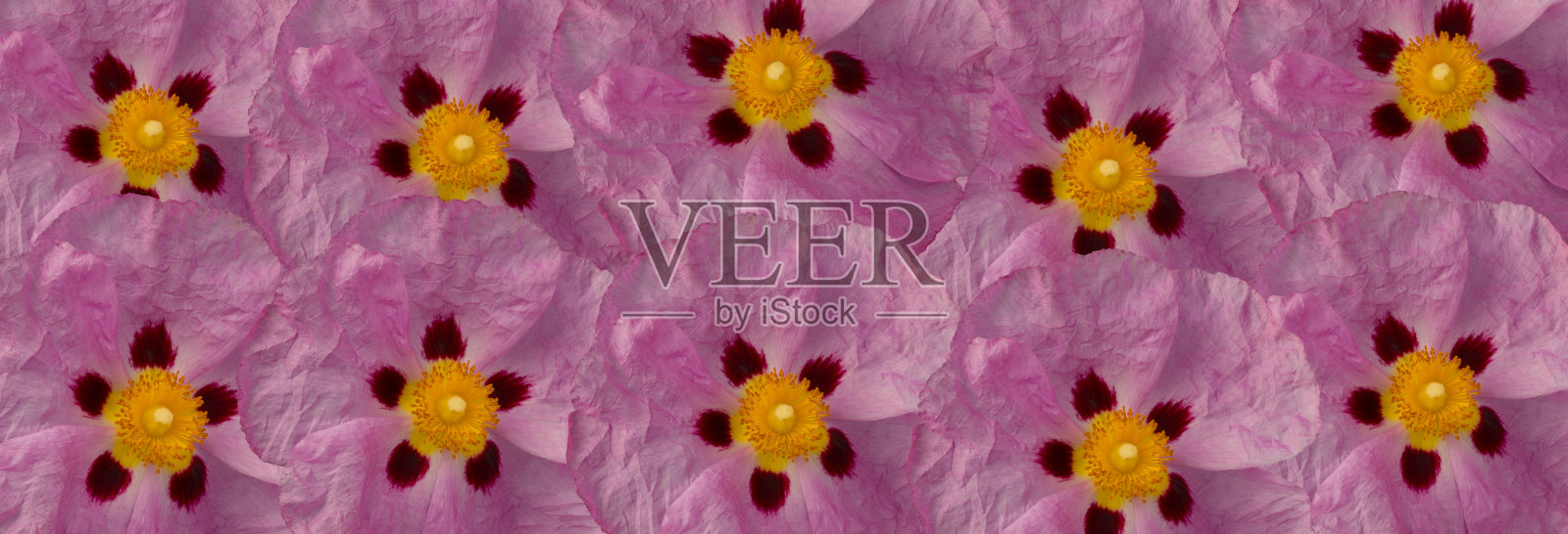 粉红色的花朵图案。花卉装饰横幅照片摄影图片