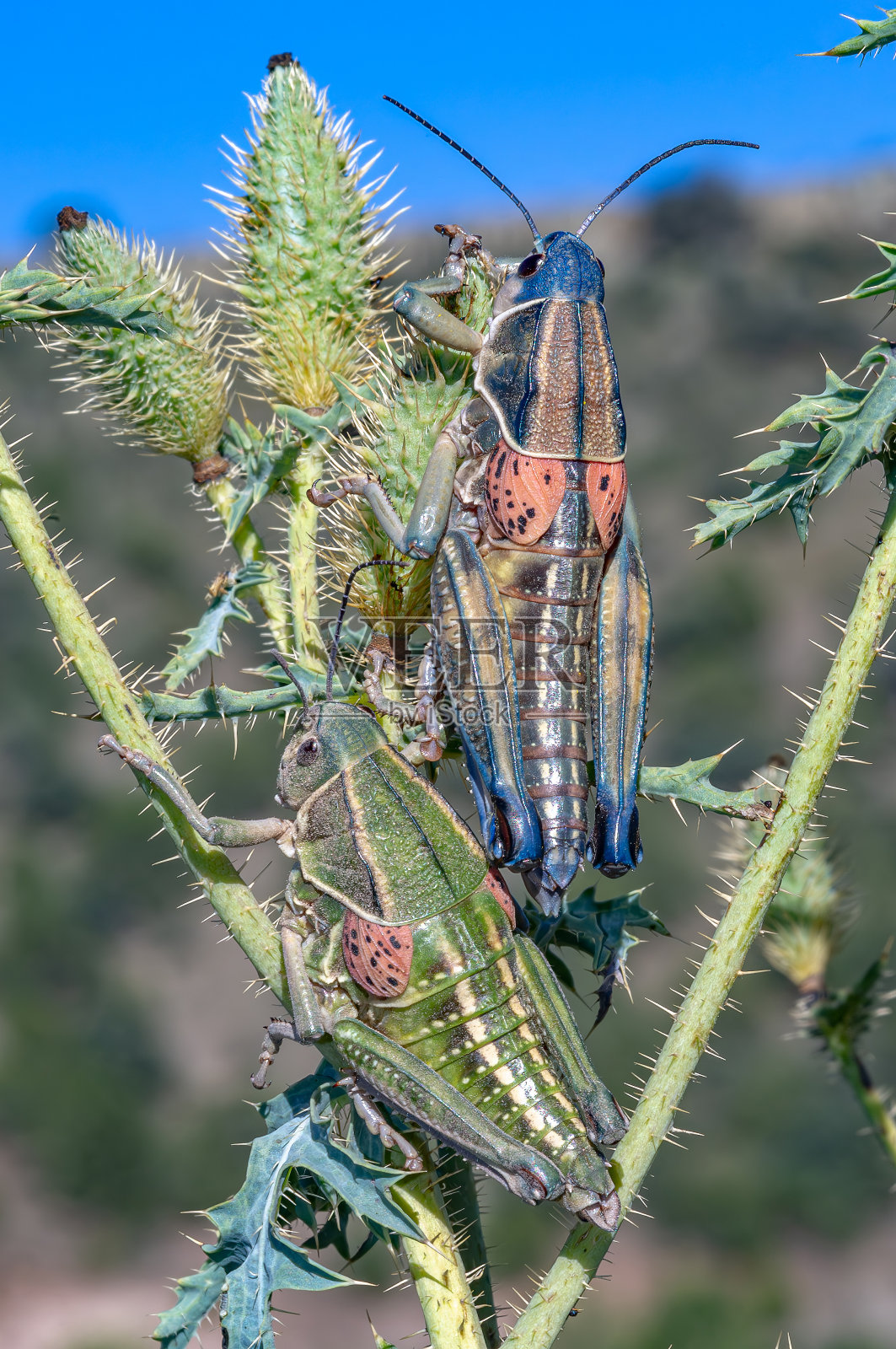 雄性和雌性平原橡胶蚱蜢在水飞蓟植物与绿色背景和蓝天照片摄影图片