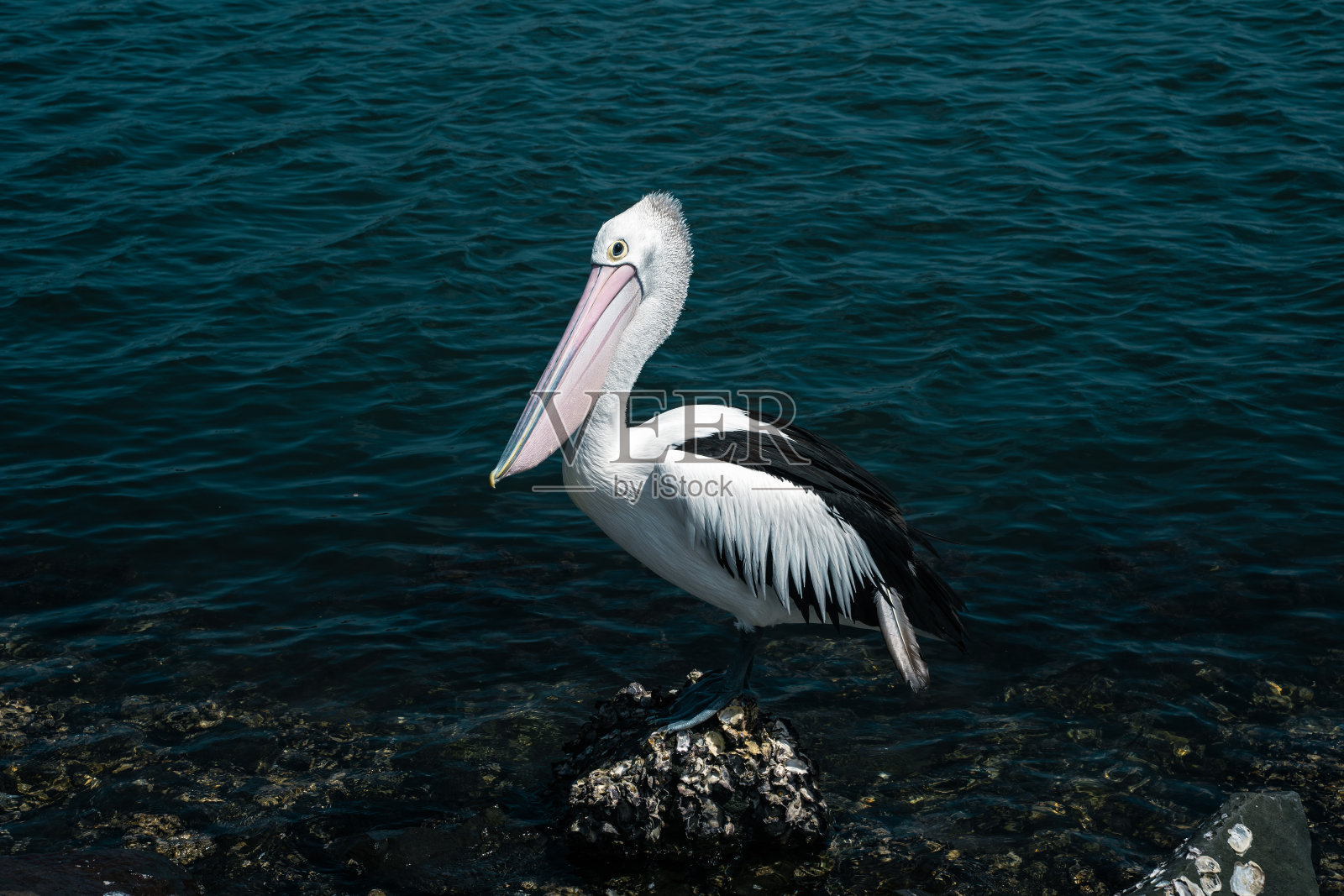 鹈鹕照片摄影图片