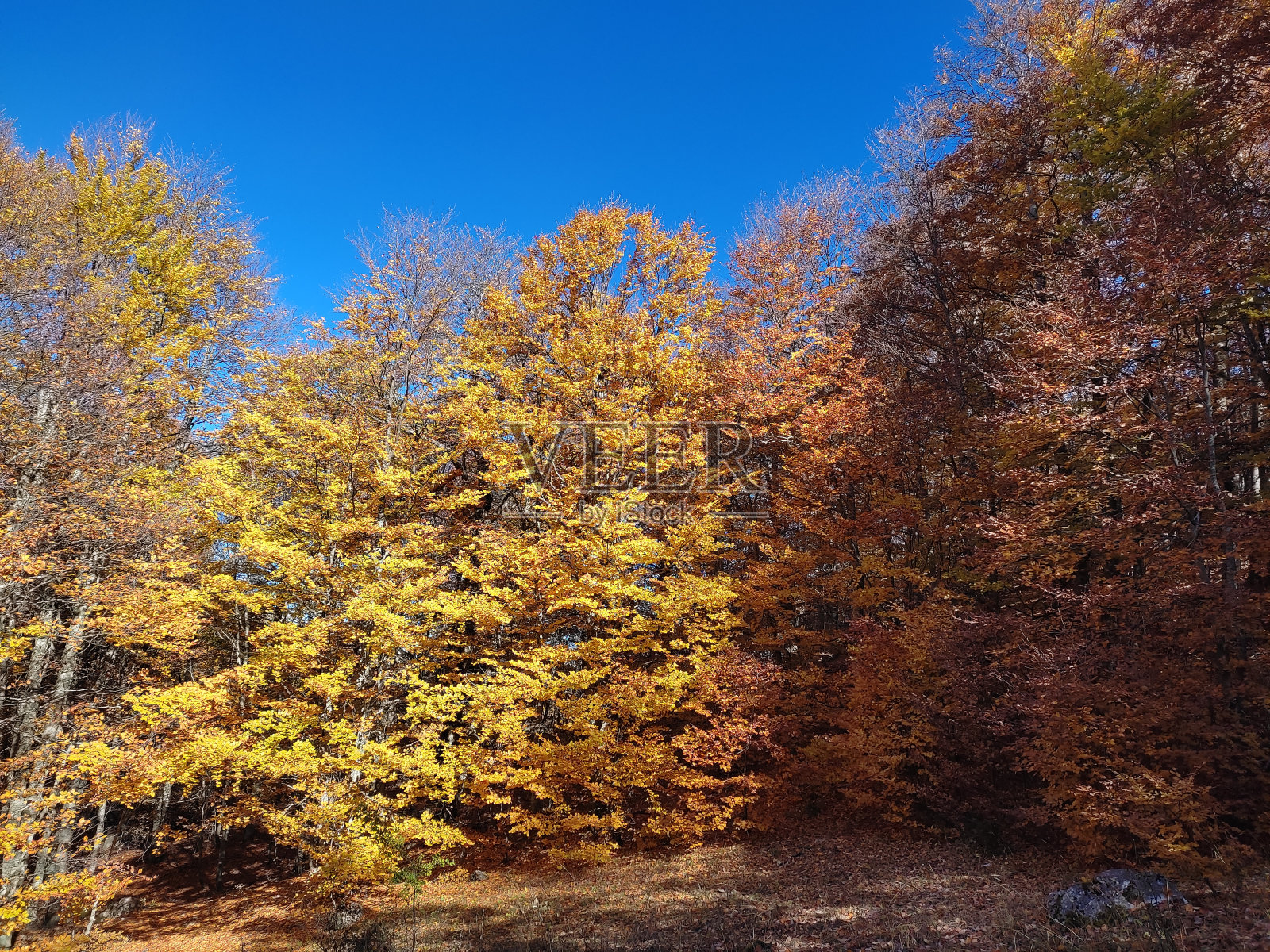 秋天,马其顿加利西亚国家公园里美丽多彩的树木照片摄影图片
