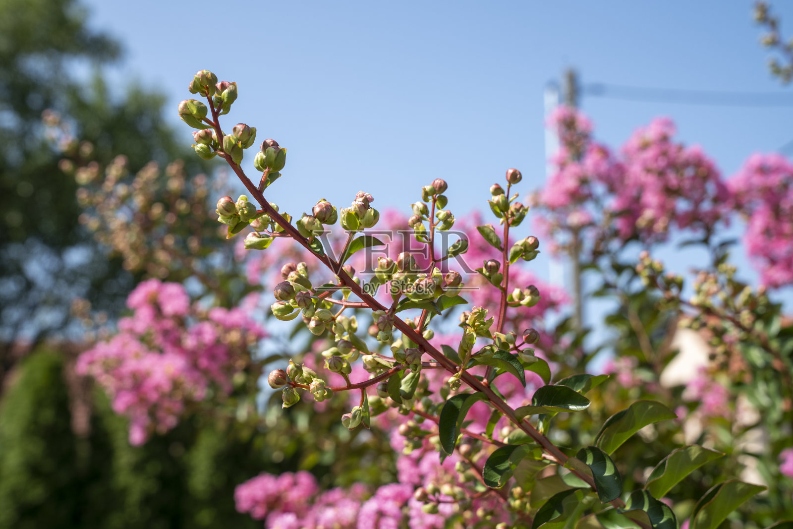 开花的紫薇。美丽的粉红色花在油漆树在模糊的蓝天背景。有选择性的重点。照片摄影图片