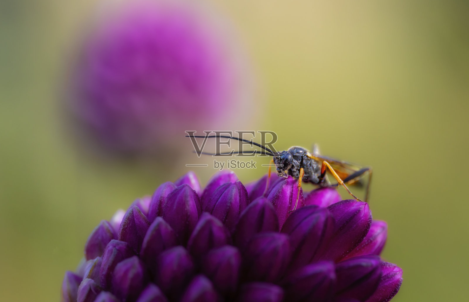 广角鸡,球头葱照片摄影图片
