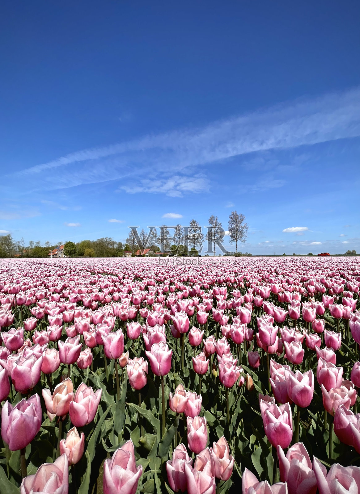 荷兰,埃默洛德,五颜六色的郁金香田照片摄影图片
