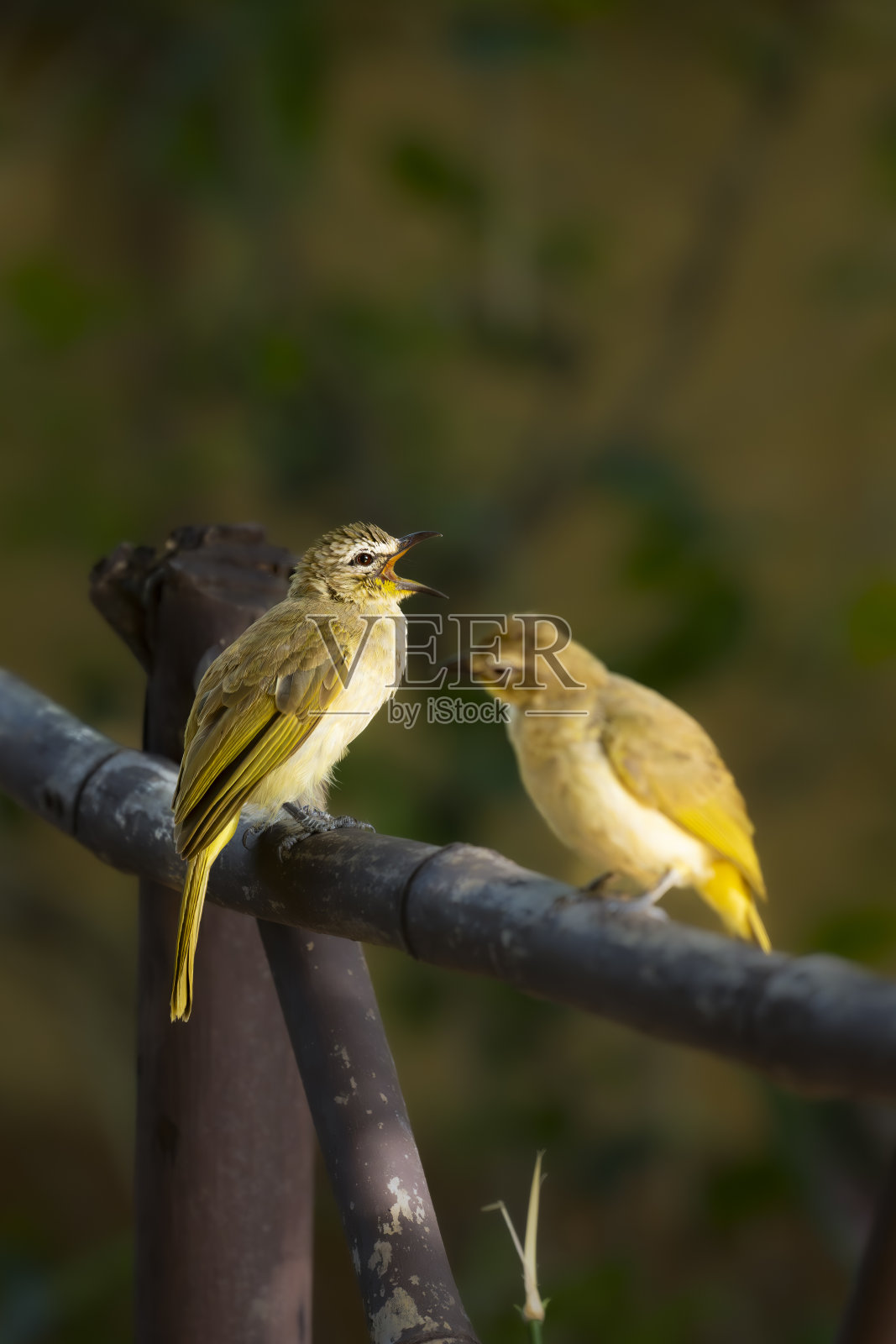 栖息在自然栖息地的白眉球照片摄影图片