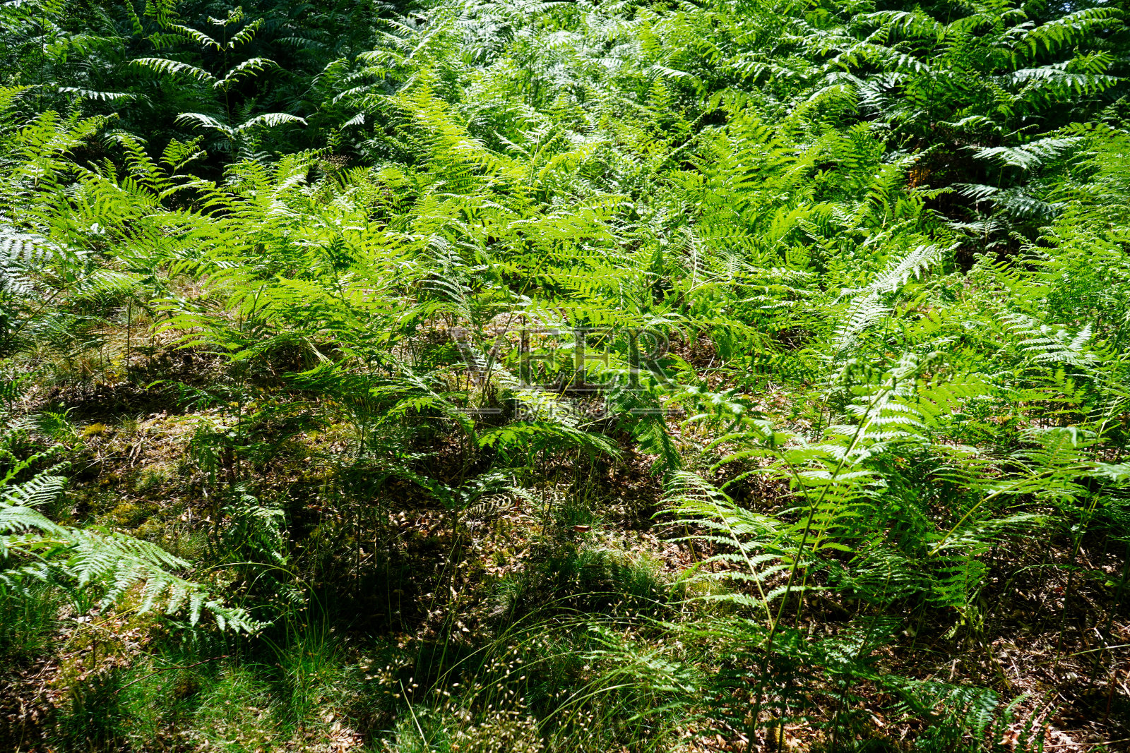 林中郁郁葱葱的绿色蕨类植物照片摄影图片