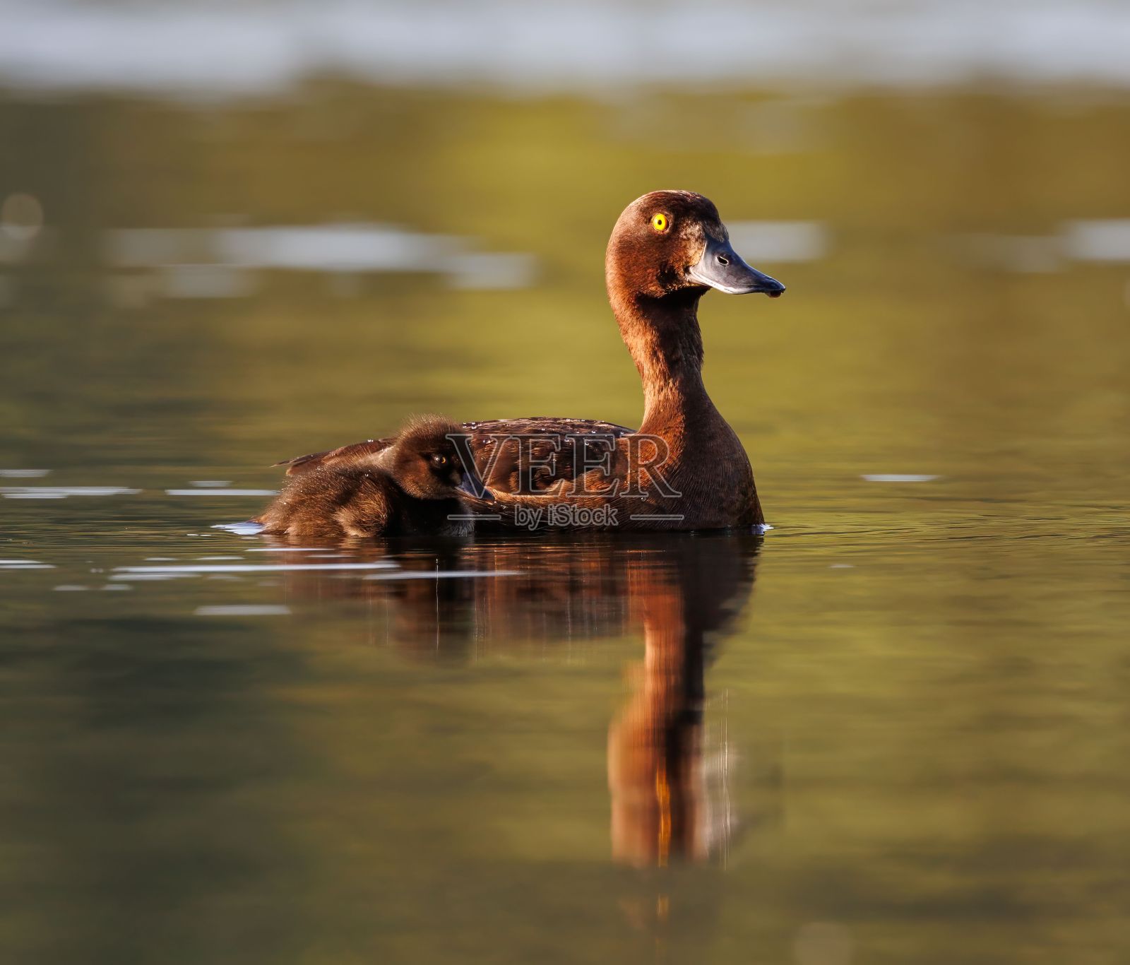 一只棕色的鸭子和它的小鸭子在池塘里游泳的风景照片摄影图片