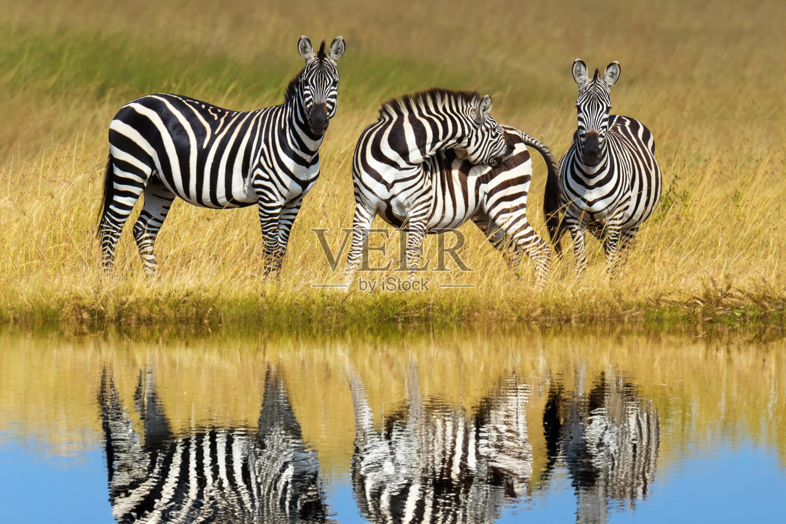 三只斑马倒映在大草原的水中照片摄影图片